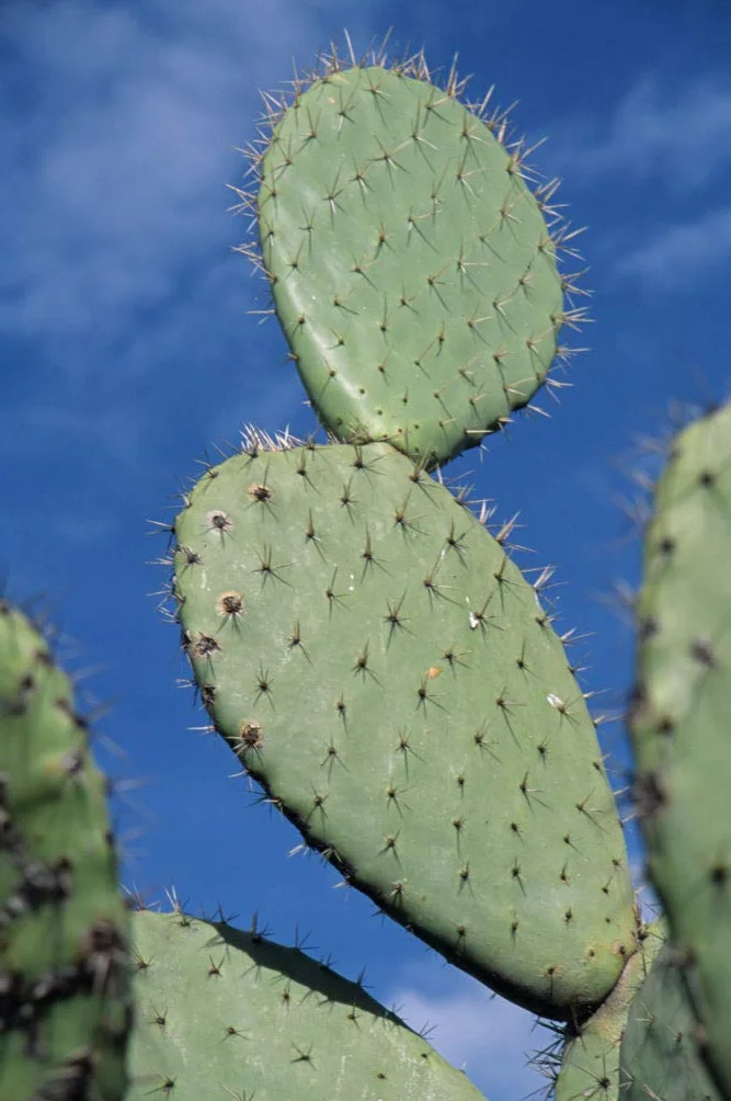 Bloomique Lot de 2 Opuntia Rubescens Cactus raquette Plantes d’intérieur Hauteur 20-30 cm Pot 12 cm
