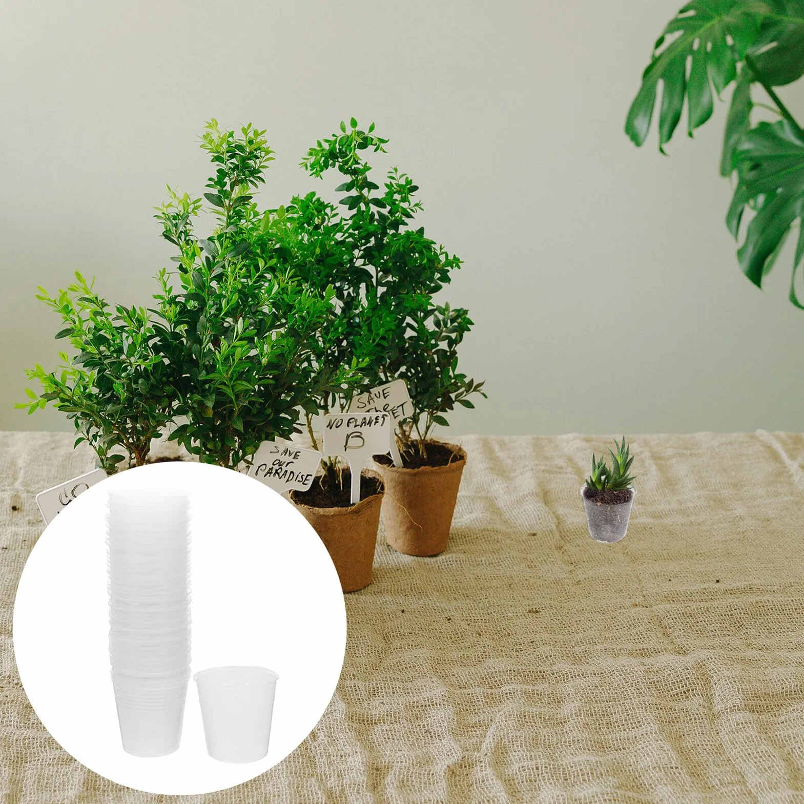 Pots de Pépinière Transparents Lot de 50 Plastique PP pour Orchidées et Plantes Succulentes