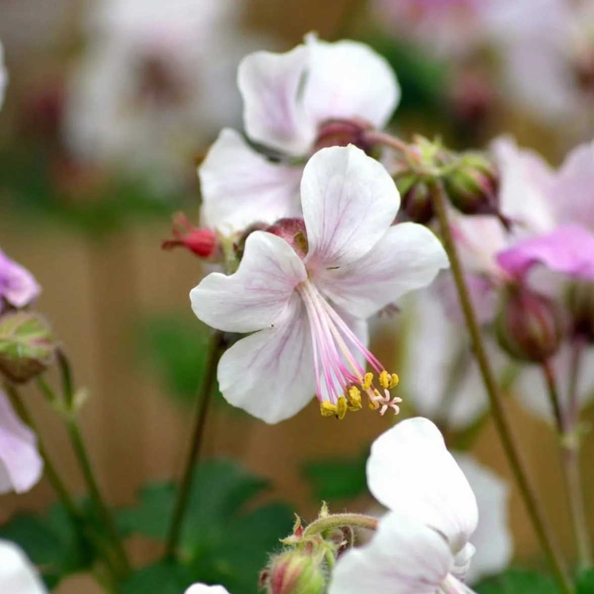 Géranium cantabrigiense 'Biokovo' - Lot de 6 - Vivace - Rustique - Parfumée - Hauteur 10-20 cm - Pot 9 cm