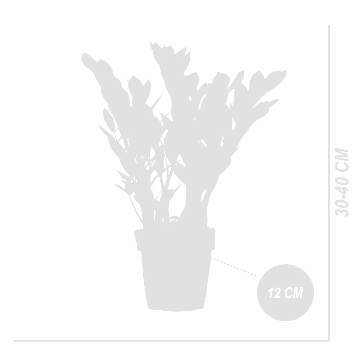 Bloomique Zamioculcas Zamiifolia Palmier d'intérieur 30-40 cm Pot 12 cm
