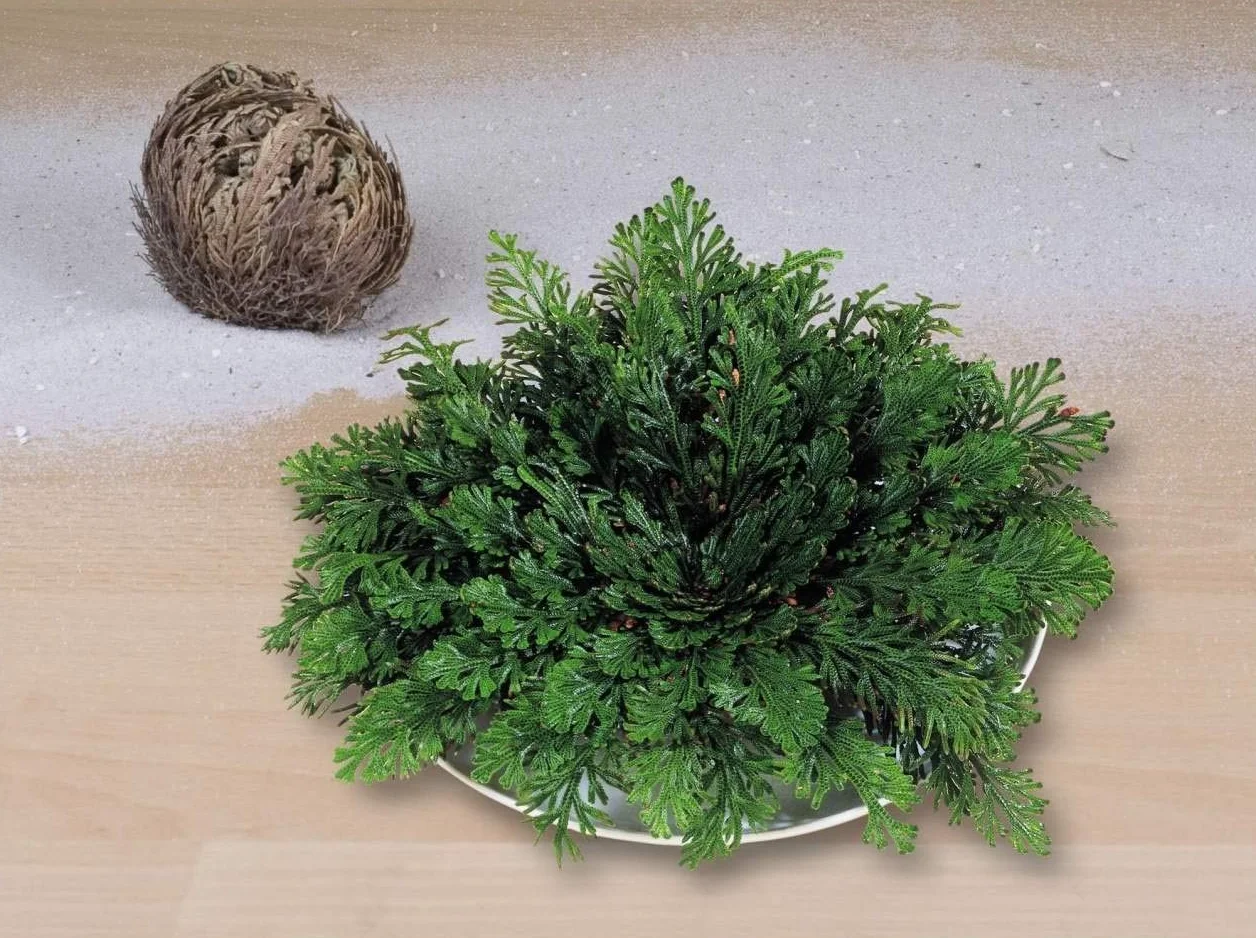 Selaginella lepidophylla Rose de Jerico
