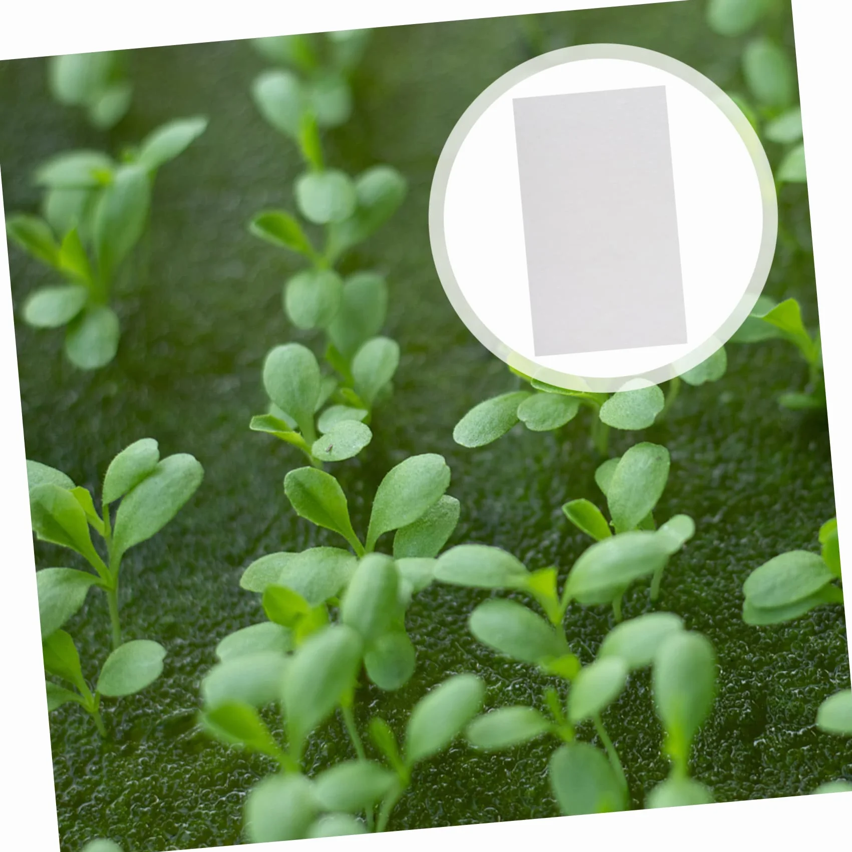 Papier De Germination 150 Feuilles Absorbantes pour Cultures sans Sol De Légumes
