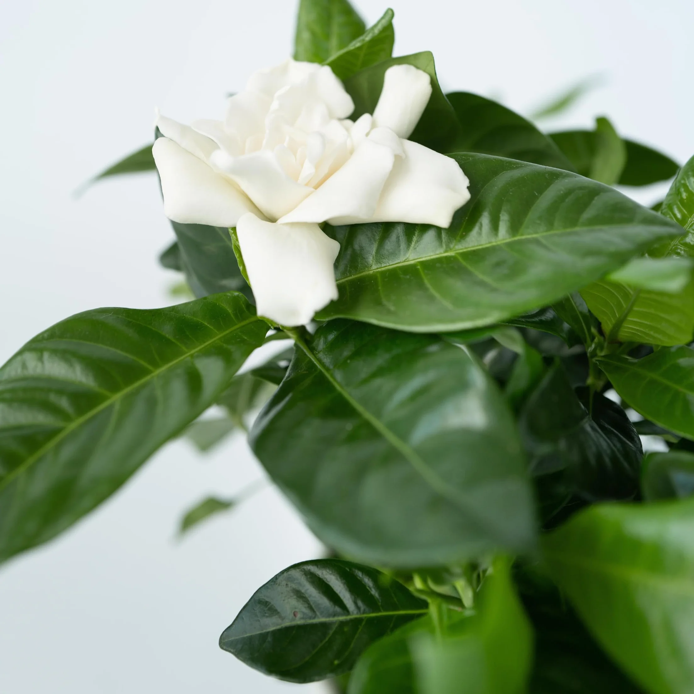 Gardenia Jasminoides Set de 2 Plantes d'intérieur Pot 13cm Hauteur 20-30cm