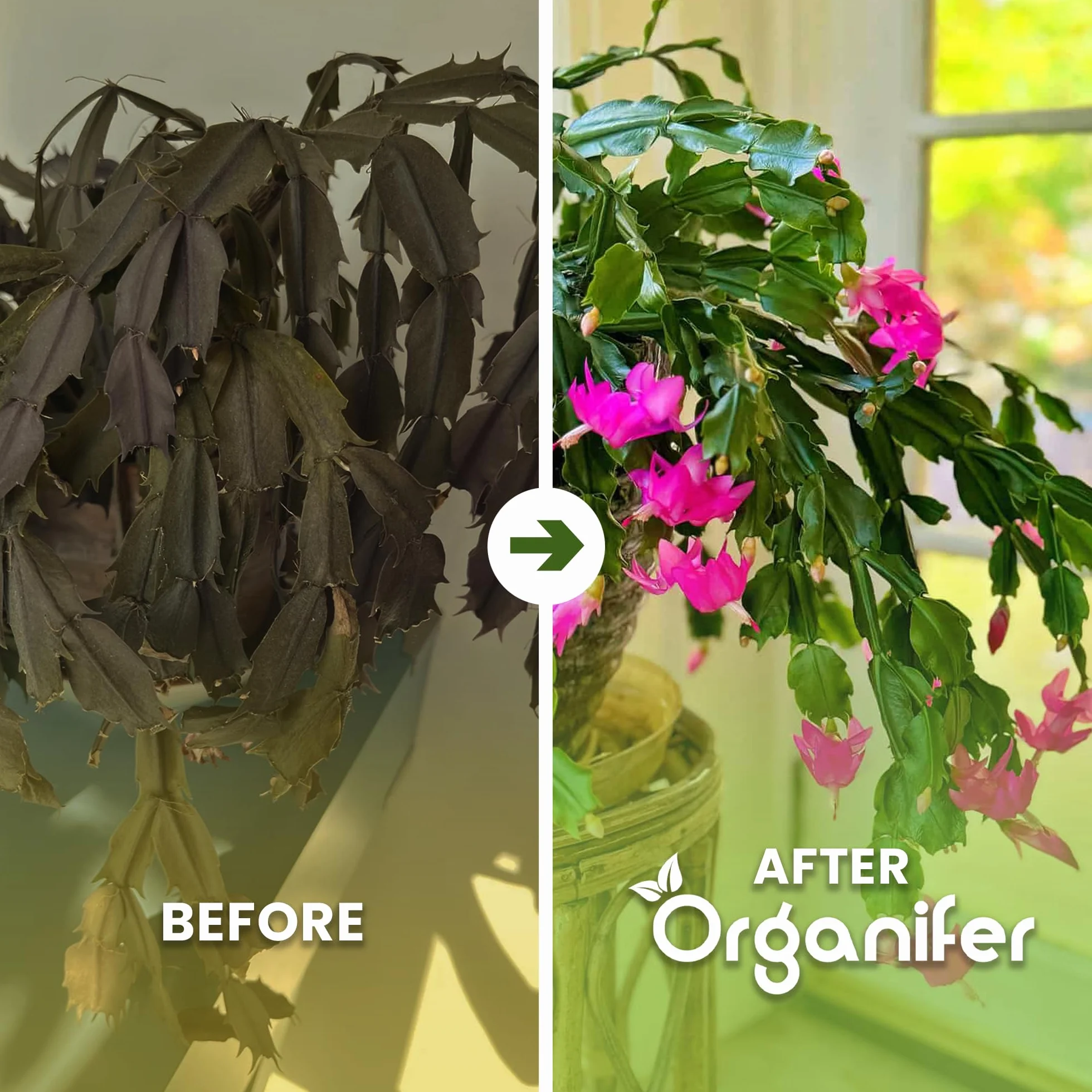 Organifer Engrais liquide organique 1L pour cactus de Noël floraison hivernale