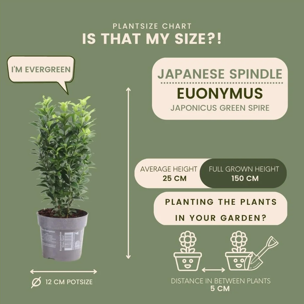 Haie de fusain vert 1 mètre linéaire Euonymus japonicus ‘Green Spire’ Kit de plantation 6 plantes de haie rustiques persistantes