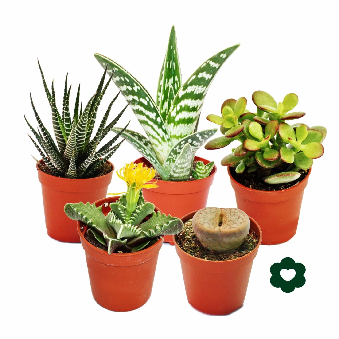 5 succulentes différentes 5,5cm pot ensemble