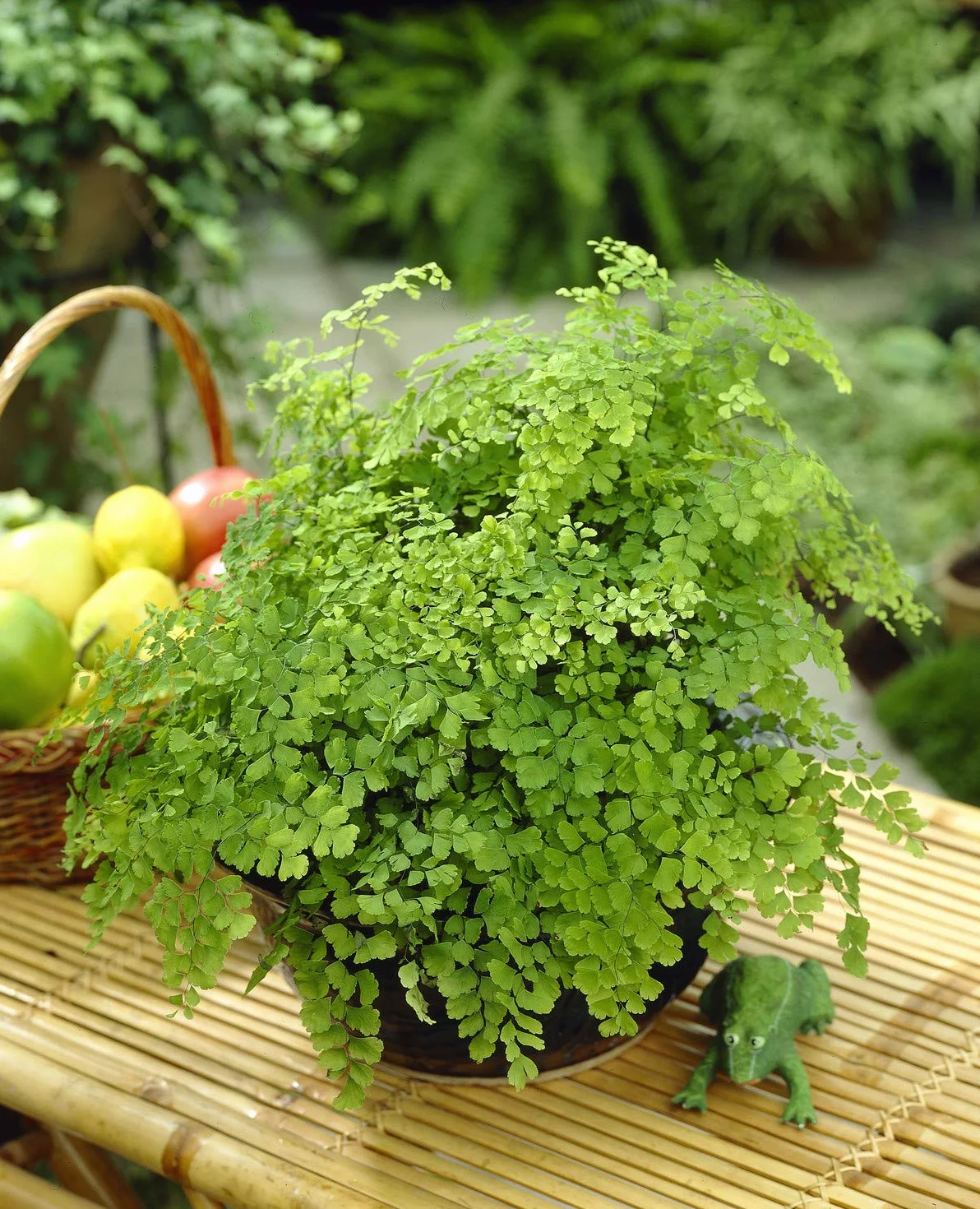 Adiantum raddianum Capillaire Fougère Cheveux de Vénus Plante d'Intérieur 12 cm