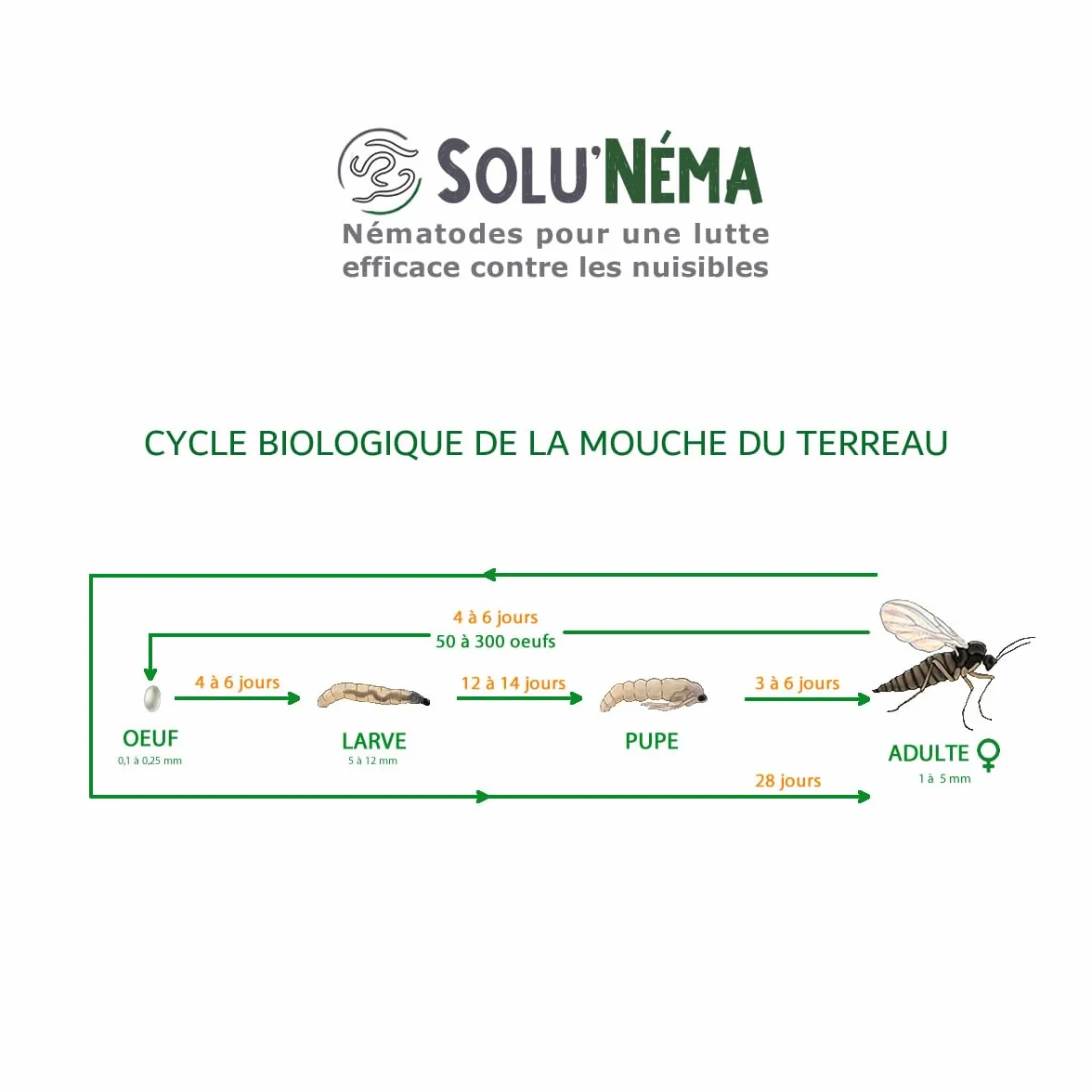 SOLUNEMA Nématodes SF contre mouches du terreau 5 millions - Traitement biologique plantes d’intérieur jusqu’à 25 pots