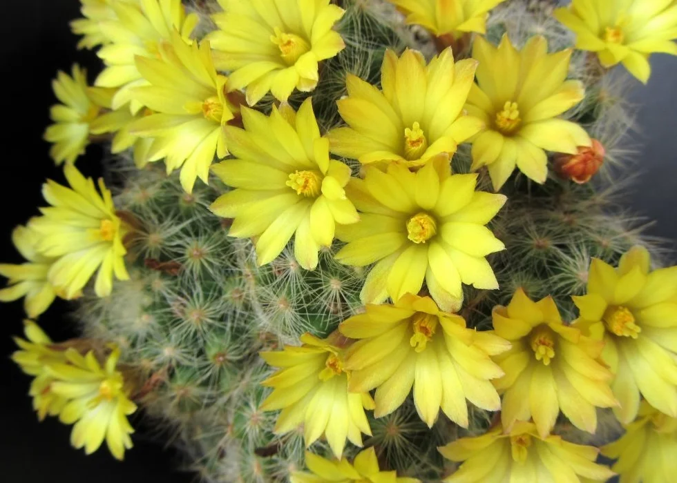 Mélange de Mammillaria - 40 graines - Avec substrat - Mammilaria Mix