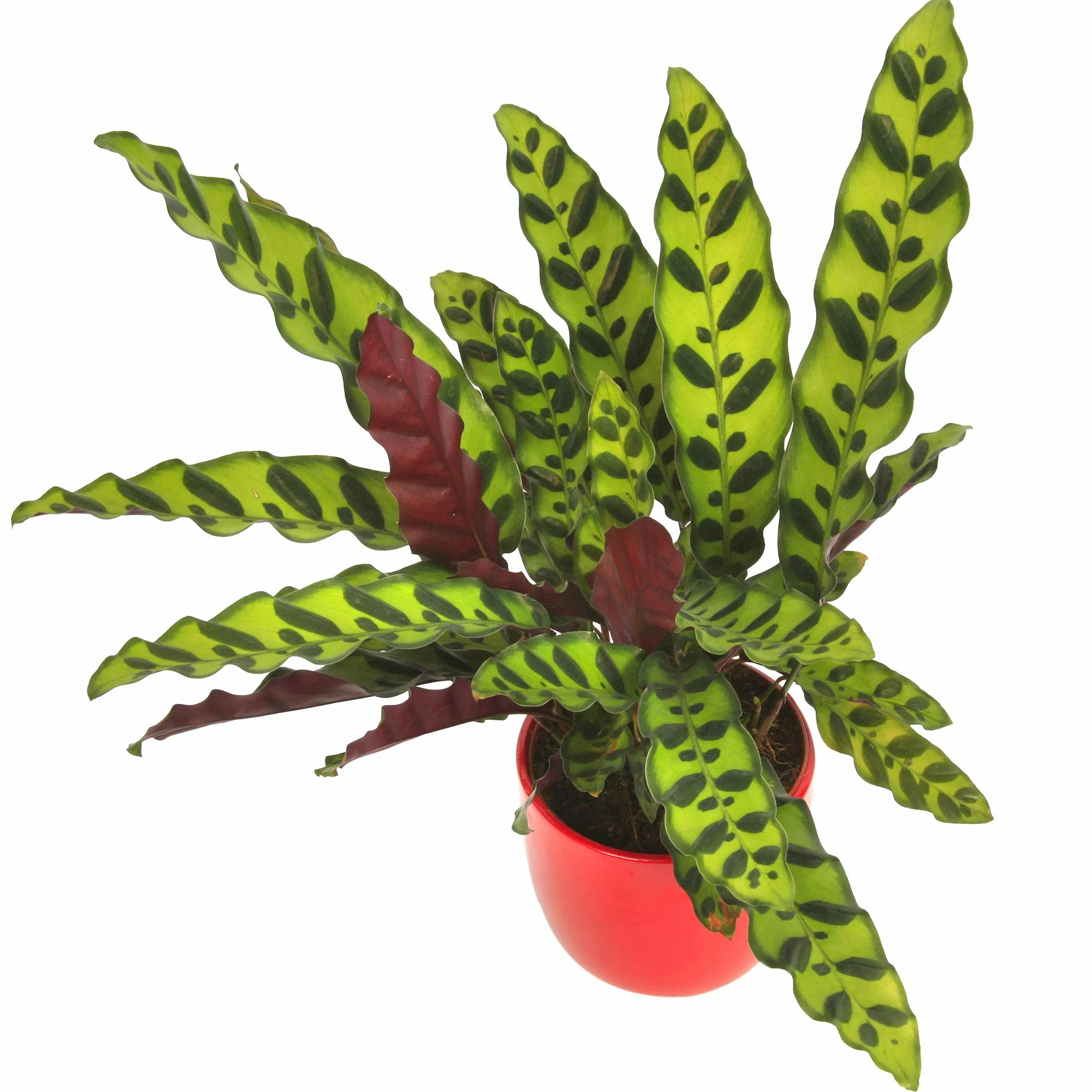 Calathea Insignis Lancifolia Plante Tropicale d'Intérieur 40-50cm