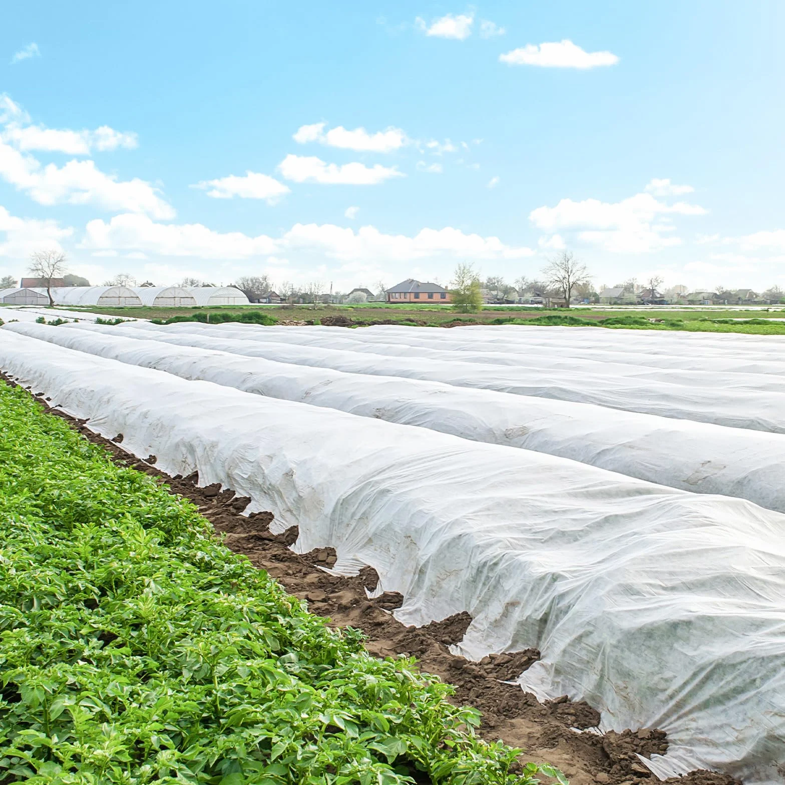 Bâche d'Hivernage Plante 2x10m Voile Hivernage Protection Gel Réutilisable Résistant Insectes Oiseaux Blanc