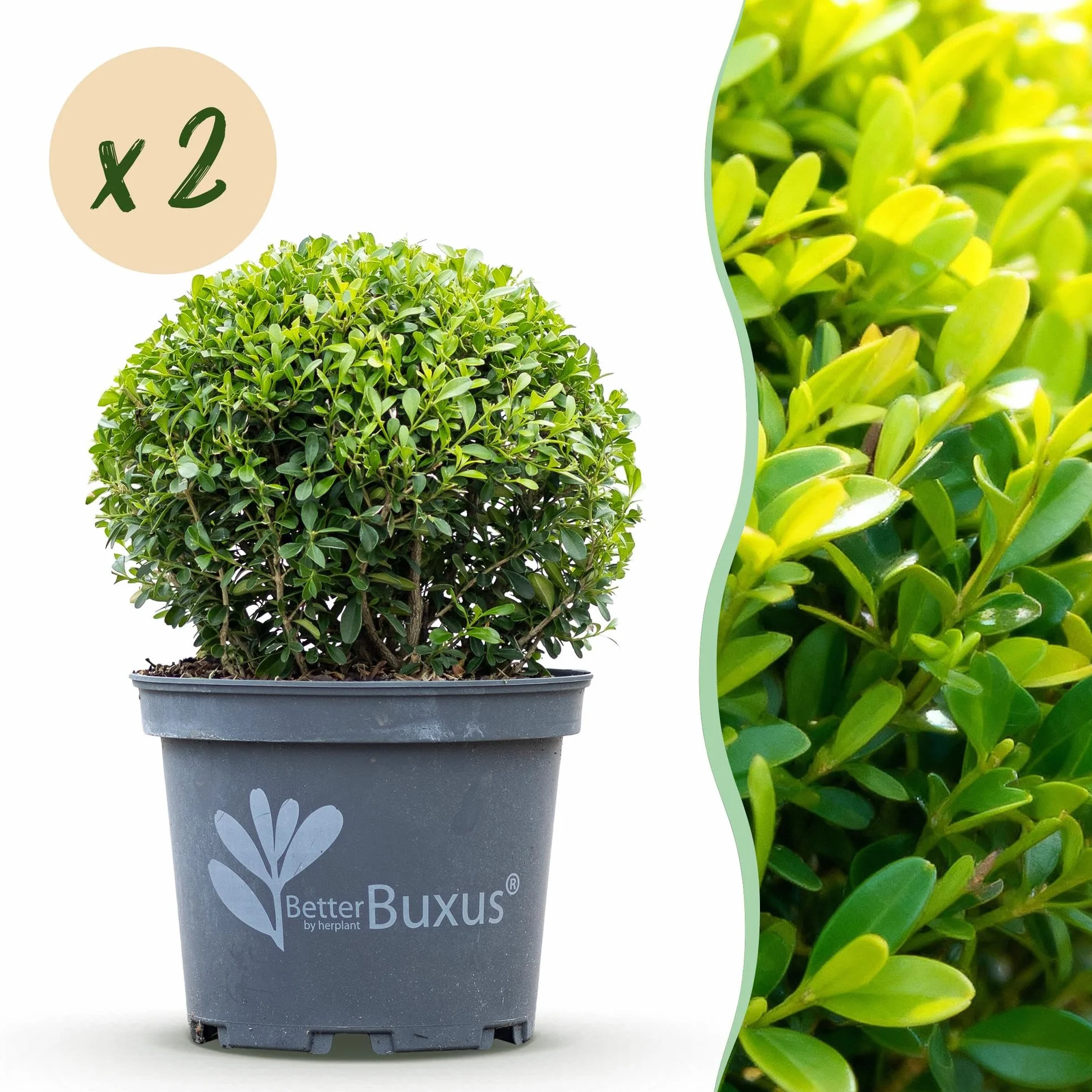 GreenboutiQ Buxus Boule BetterBuxus Skylight 2 plantes pot 23cm boule 25cm