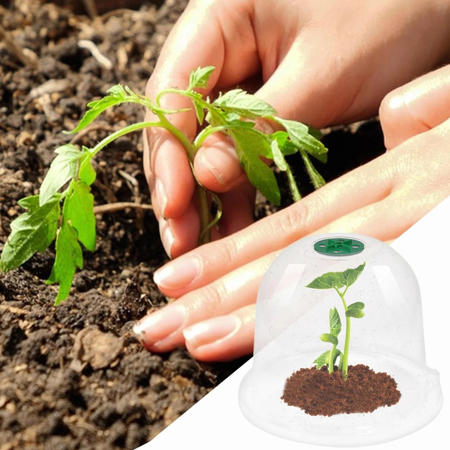 Cloches de Jardin en Plastique Lot de 10 - Dôme d'Humidité Protection Contre le Gel