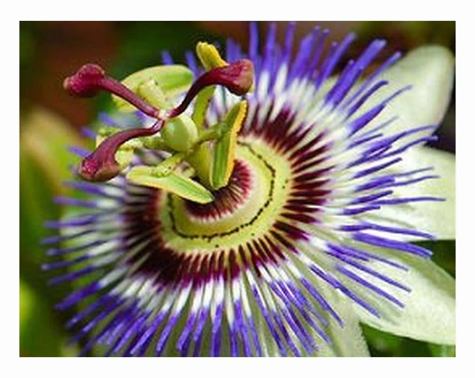 Passiflora incarnata Passiflore 3 graines