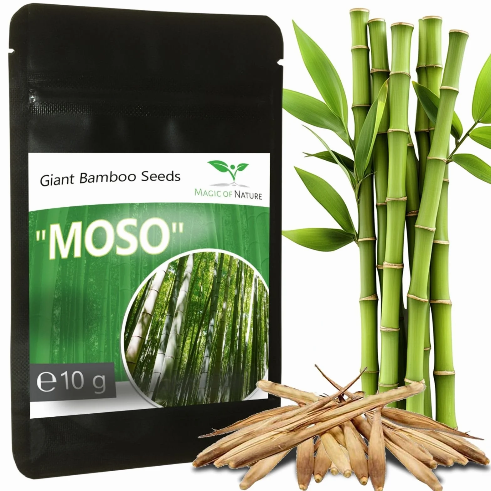 Graines de Bambou Géant 10g 350 pcs Brise-vue Naturel Jardin