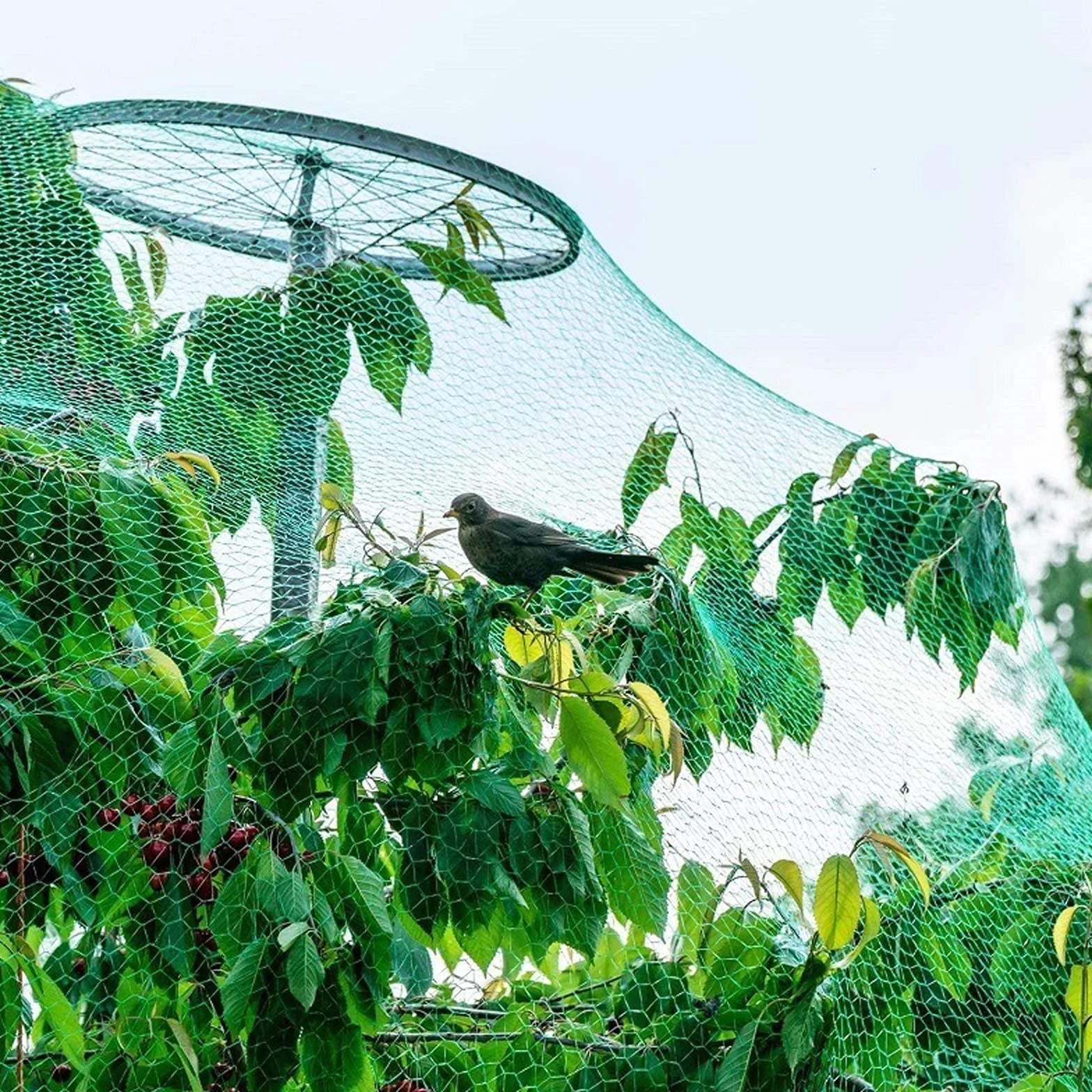 Filet de Protection des Oiseaux 4 x 10 m, Filet de Jardin pour Plantes, Fruits, Légumes