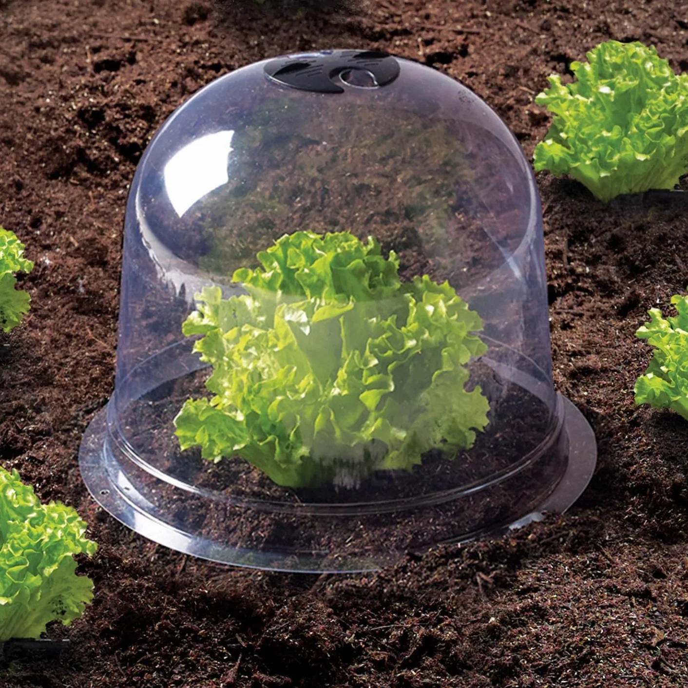 Cloche à salades x12 Serre de Protection pour Plants