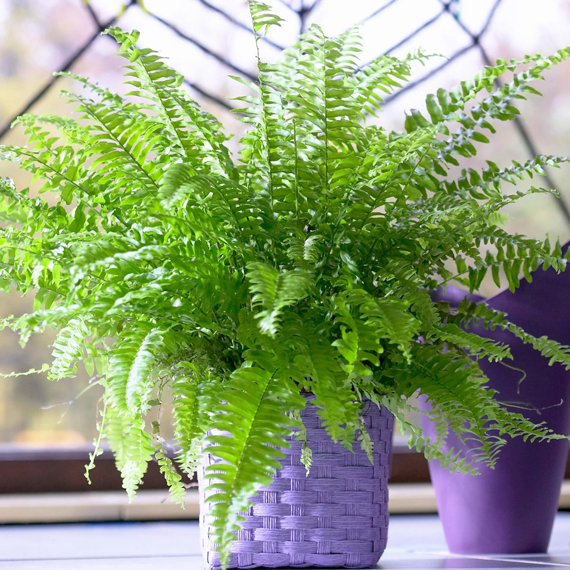 Fougère de Boston Fraîche - Plante d'intérieur 25-35 cm pour Purifier l'Air
