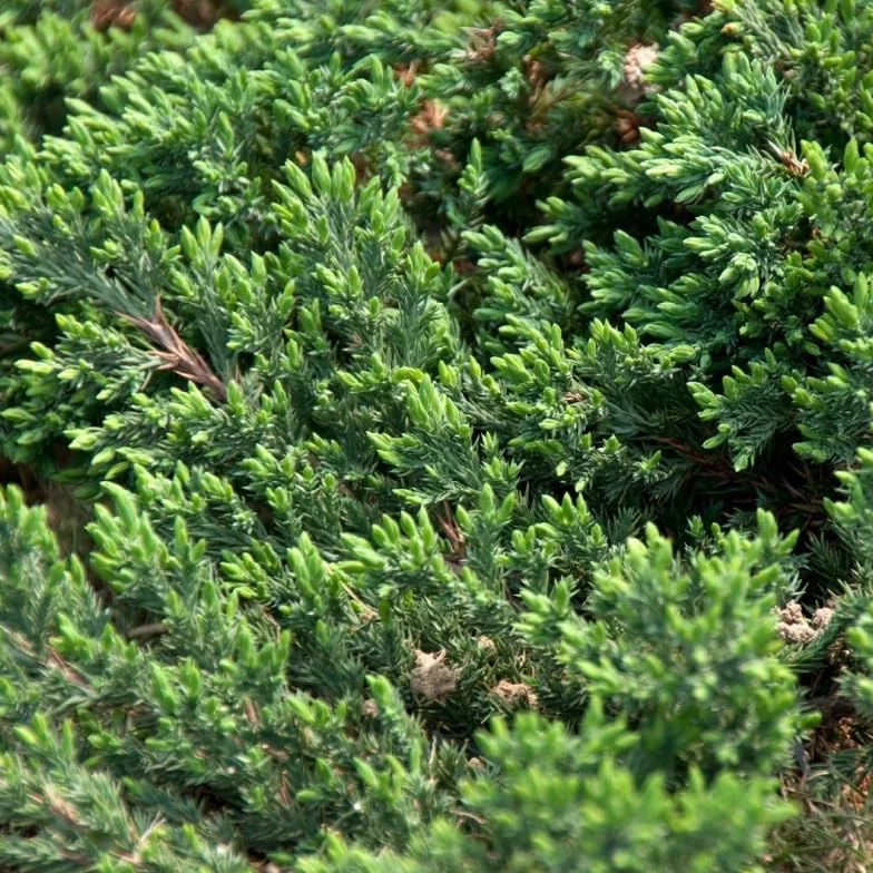 Schlager Juniperus conferta Genévrier des sables pot 2,5 L hauteur 25/35 cm