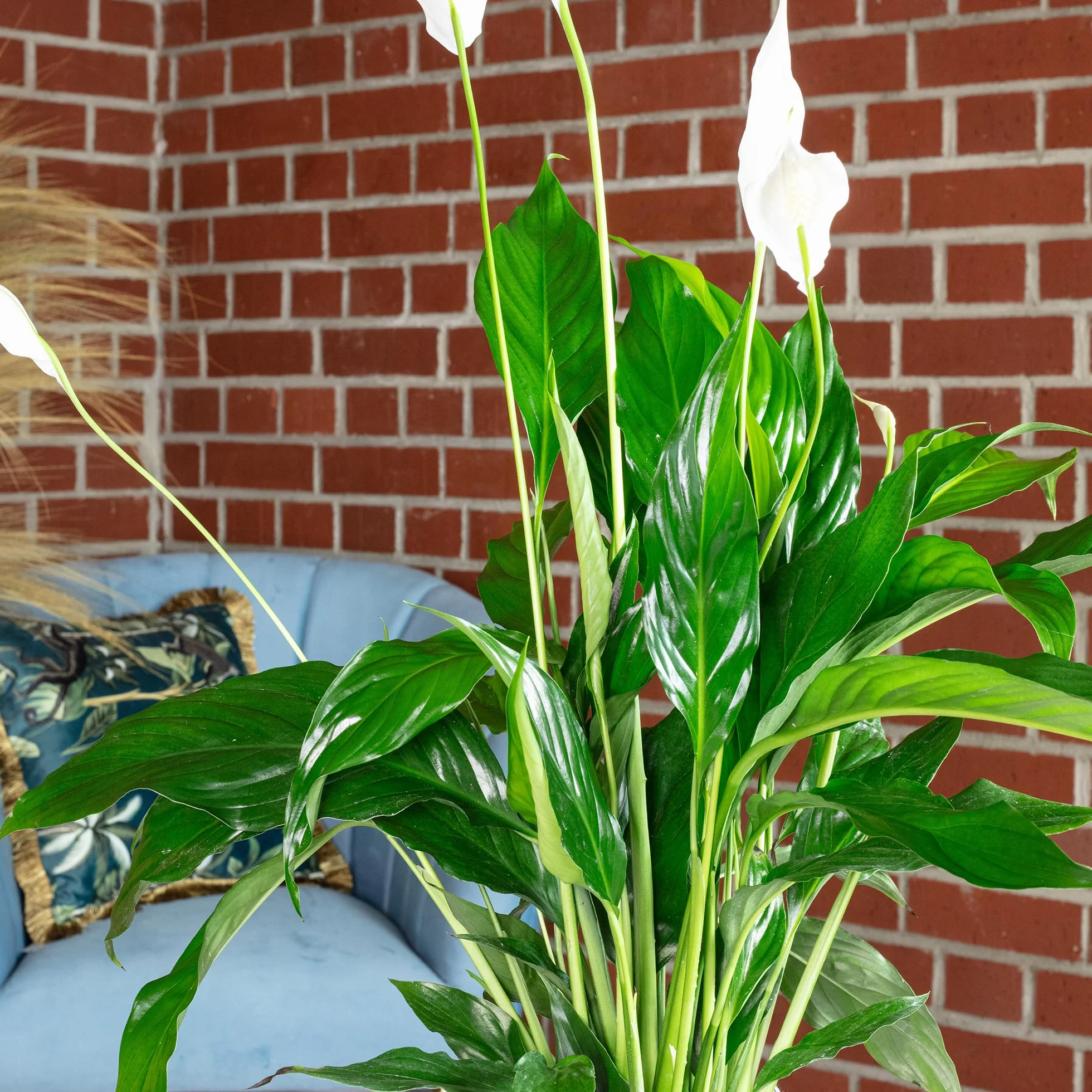Spathiphyllum Fleur de lune 3-5 fleurs plante d'intérieur 50 cm pot Ø 13 cm