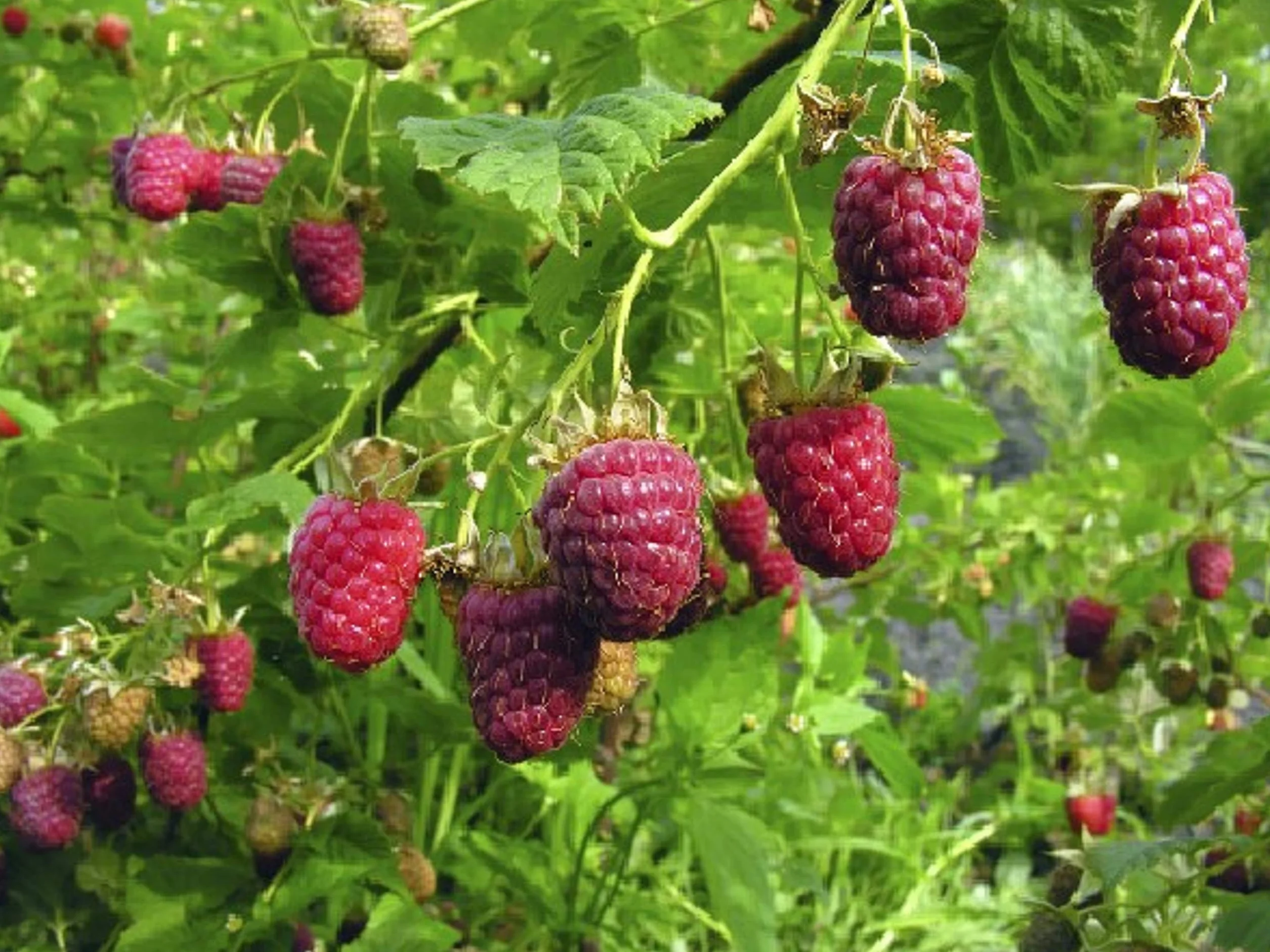 Graines de Framboise Sauvage - Fruit Rouge Jardin - Semences Paysannes Reproductibles