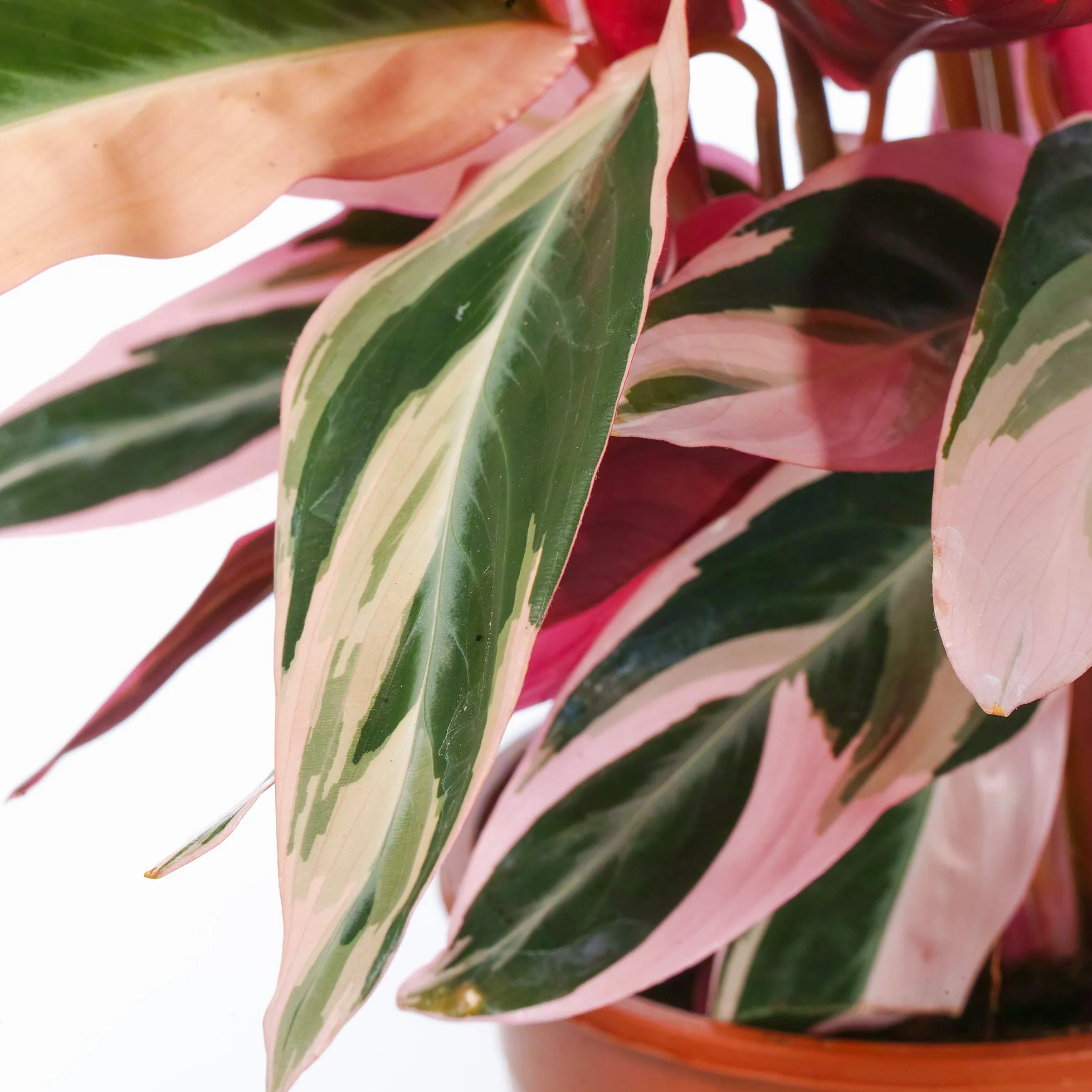 Calathea Stromanthe Triostar Plante d'Intérieur