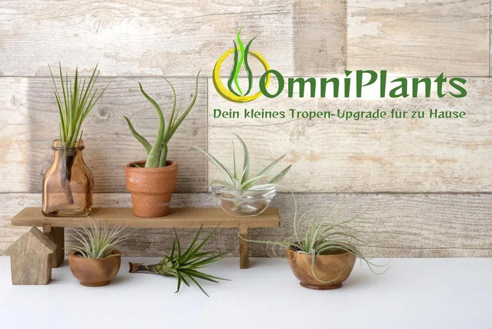 Tillandsias Lot de 5+1 Plantes Purificatrices d'Air Faciles d'Entretien