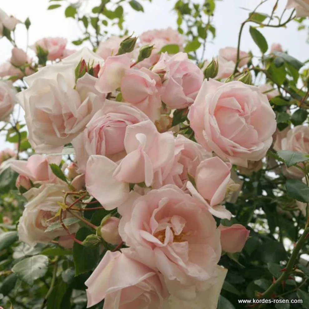 Rosier 'New Dawn' pot 25-30 cm - Rosier grimpant remontant
