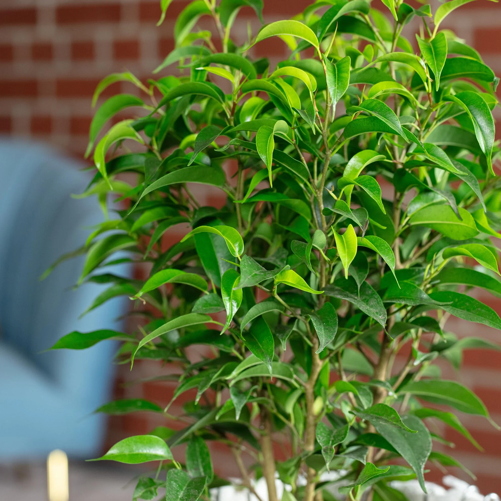 Figuier de bouleau 'Natasja' ramifié Ficus benjamini Hauteur 30 cm diamètre pot 12 cm