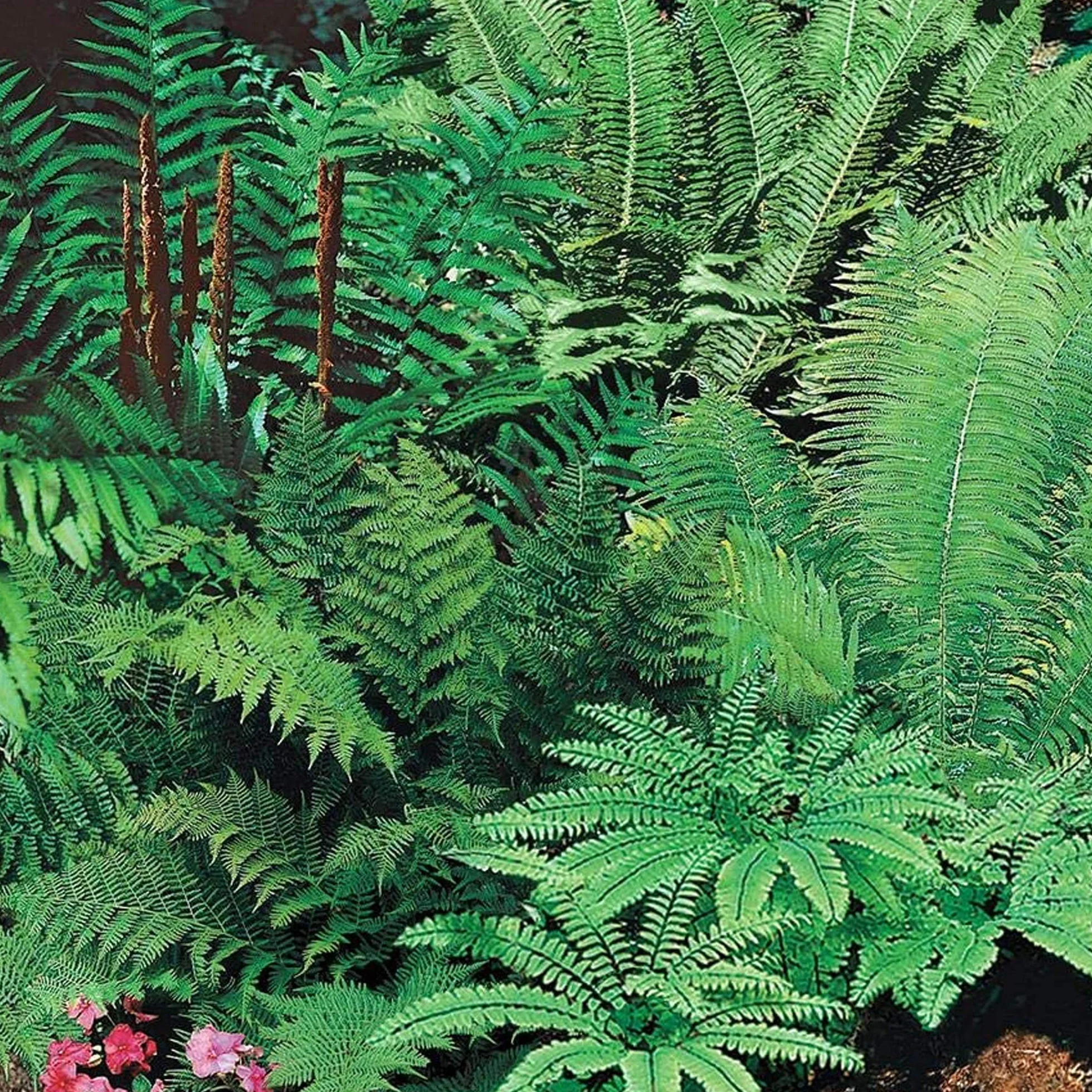 GardenersDream Mélange de 5 Fougères Résistantes Vivaces Evergreen pour Jardin