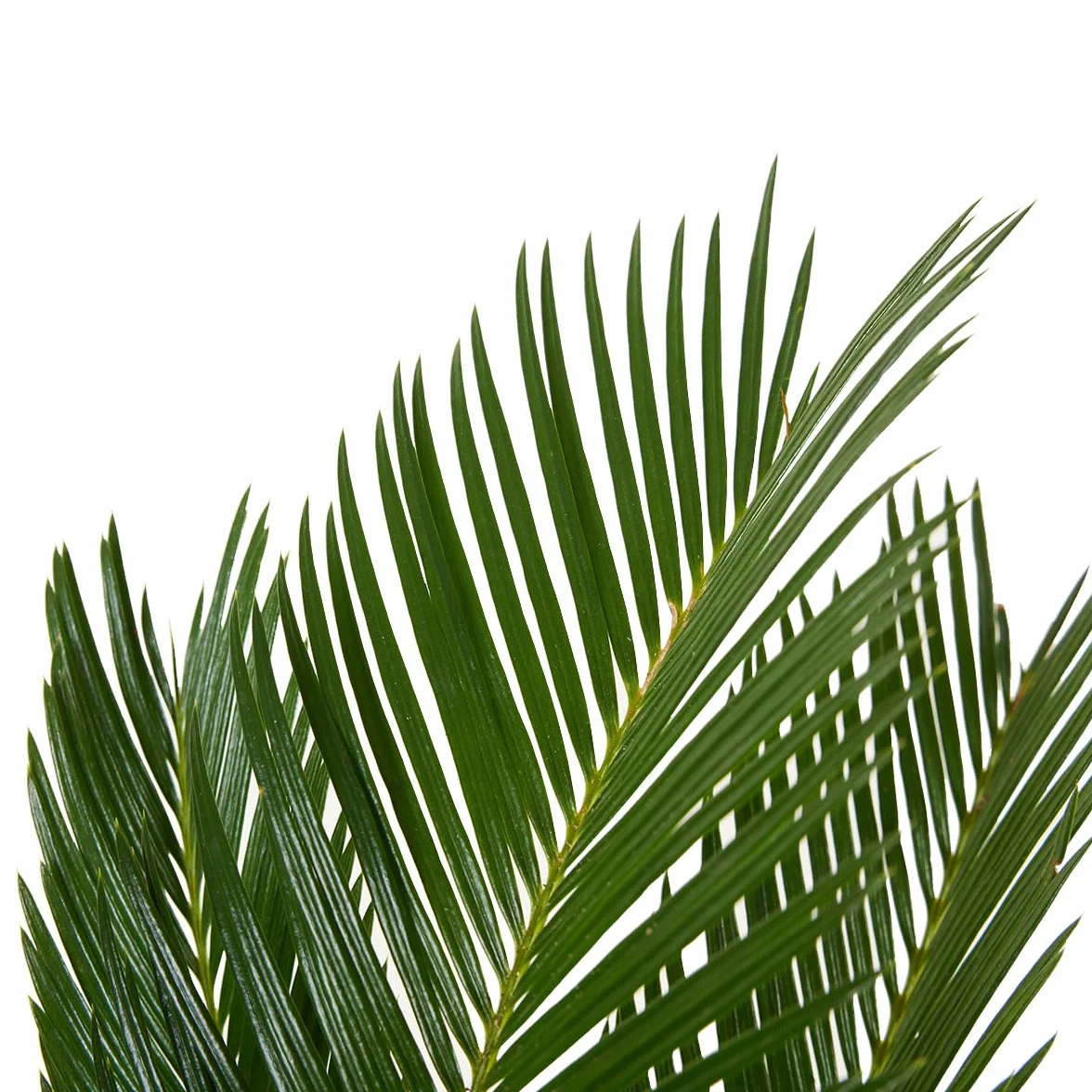 Cycas Revoluta Palmier de la Paix Sagoutier Plante d'intérieur Hauteur 40-50 cm Pot 15 cm