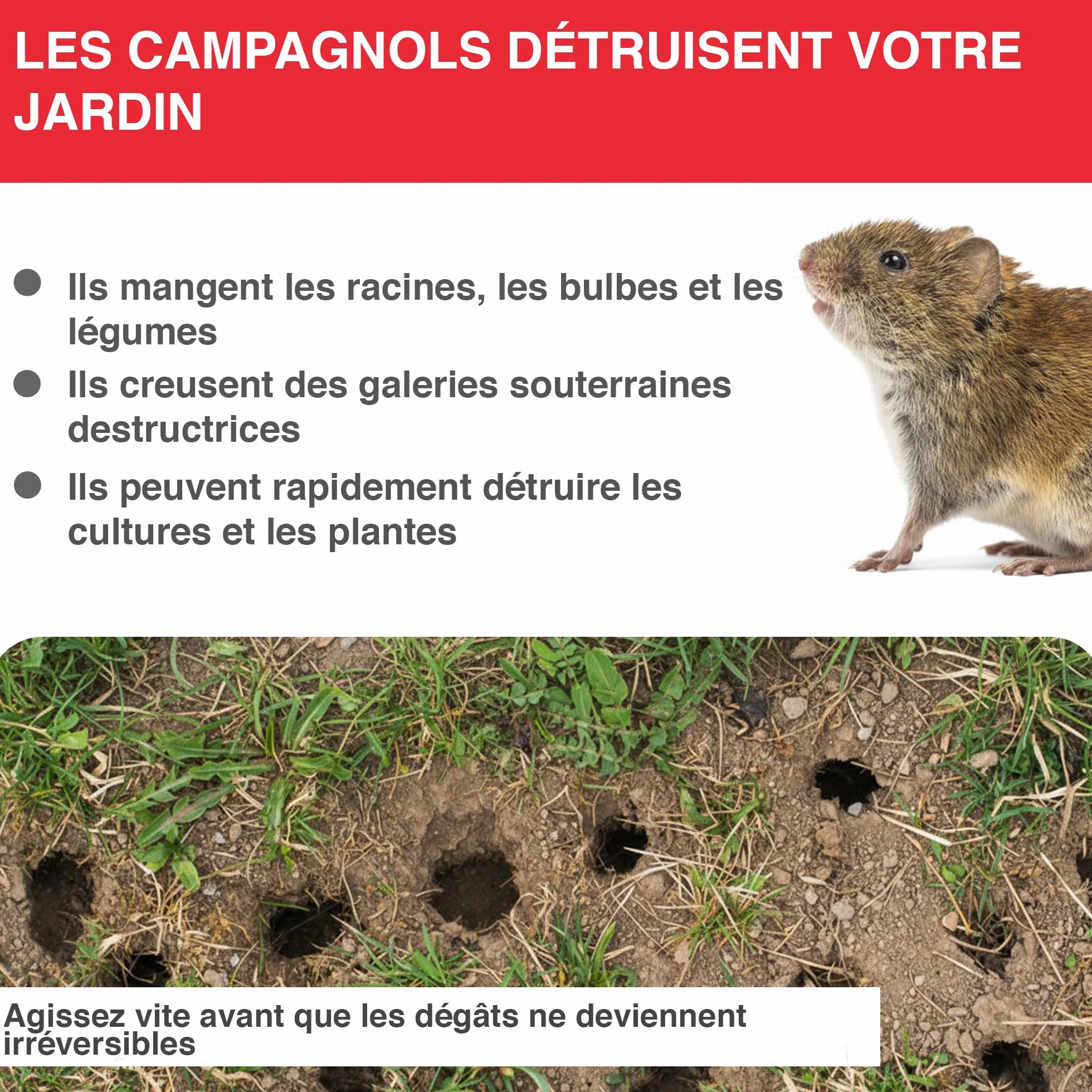 SWISSINNO Piège à campagnols Pro SuperCat 2X Pièges + Accessoires Mécanisme breveté Réutilisable