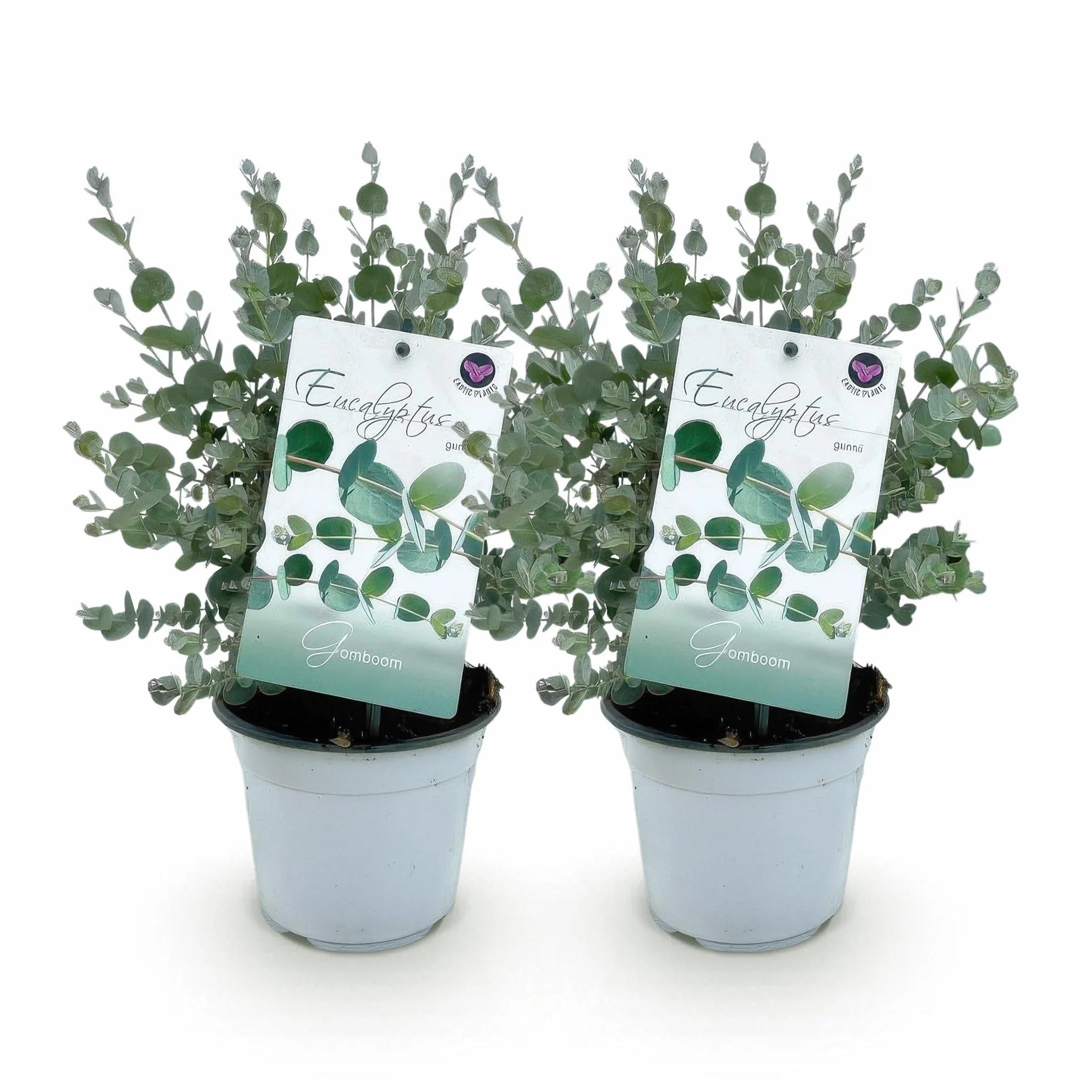 Eucalyptus gunni Plante de terrasse Arbre Eucalyptus Gris Pot 14cm Hauteur 30cm 2 Plantes Résistant à l'hiver