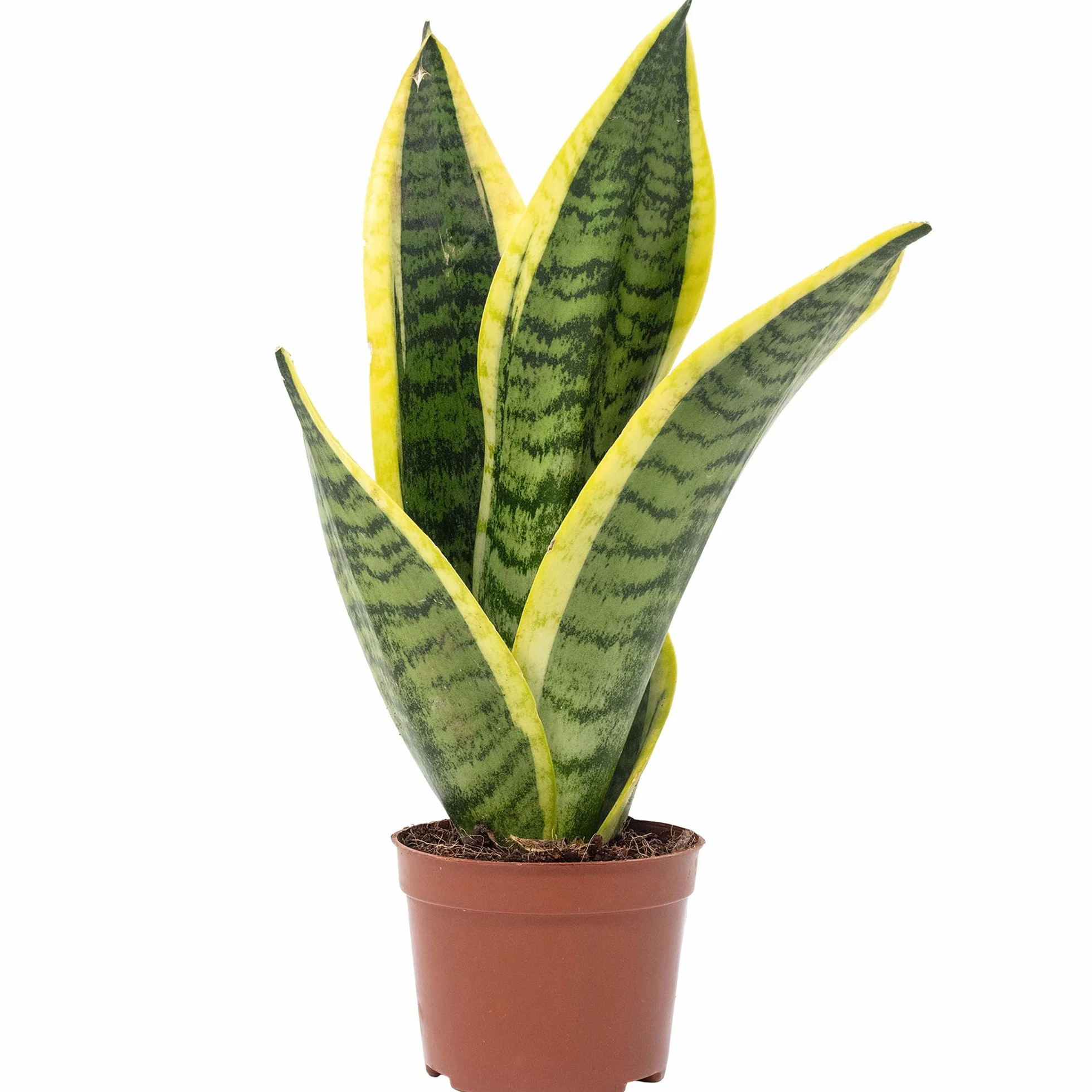 Sansevière Sansevieria trifasciata 'Superba' plante d'intérieur 30 cm pot Ø 9 cm