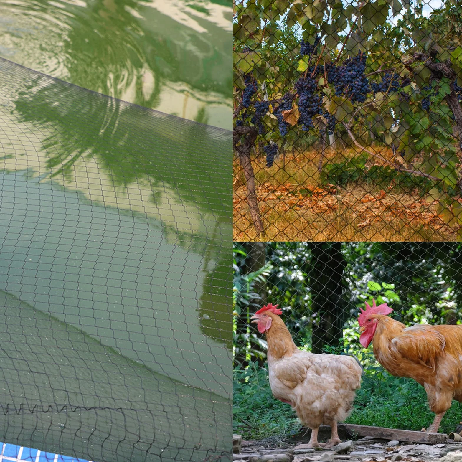 Filet Anti-Oiseaux Noir 10m x 10m - Protection Volière Poulailler Potager