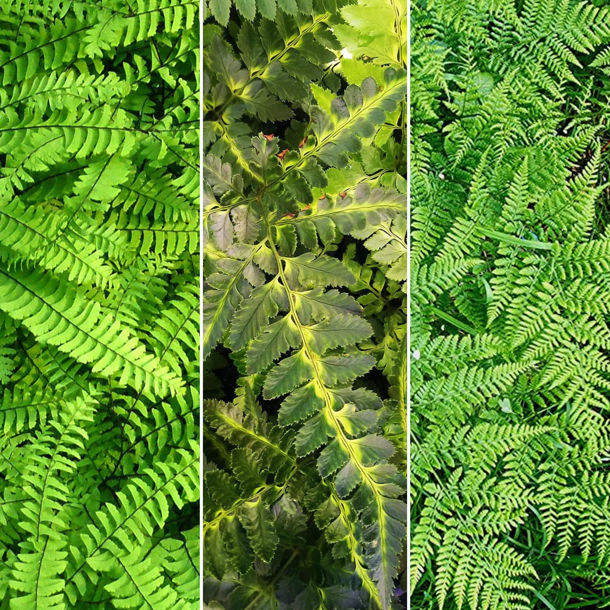 GardenersDream Mélange de 5 Fougères Résistantes Vivaces Evergreen pour Jardin