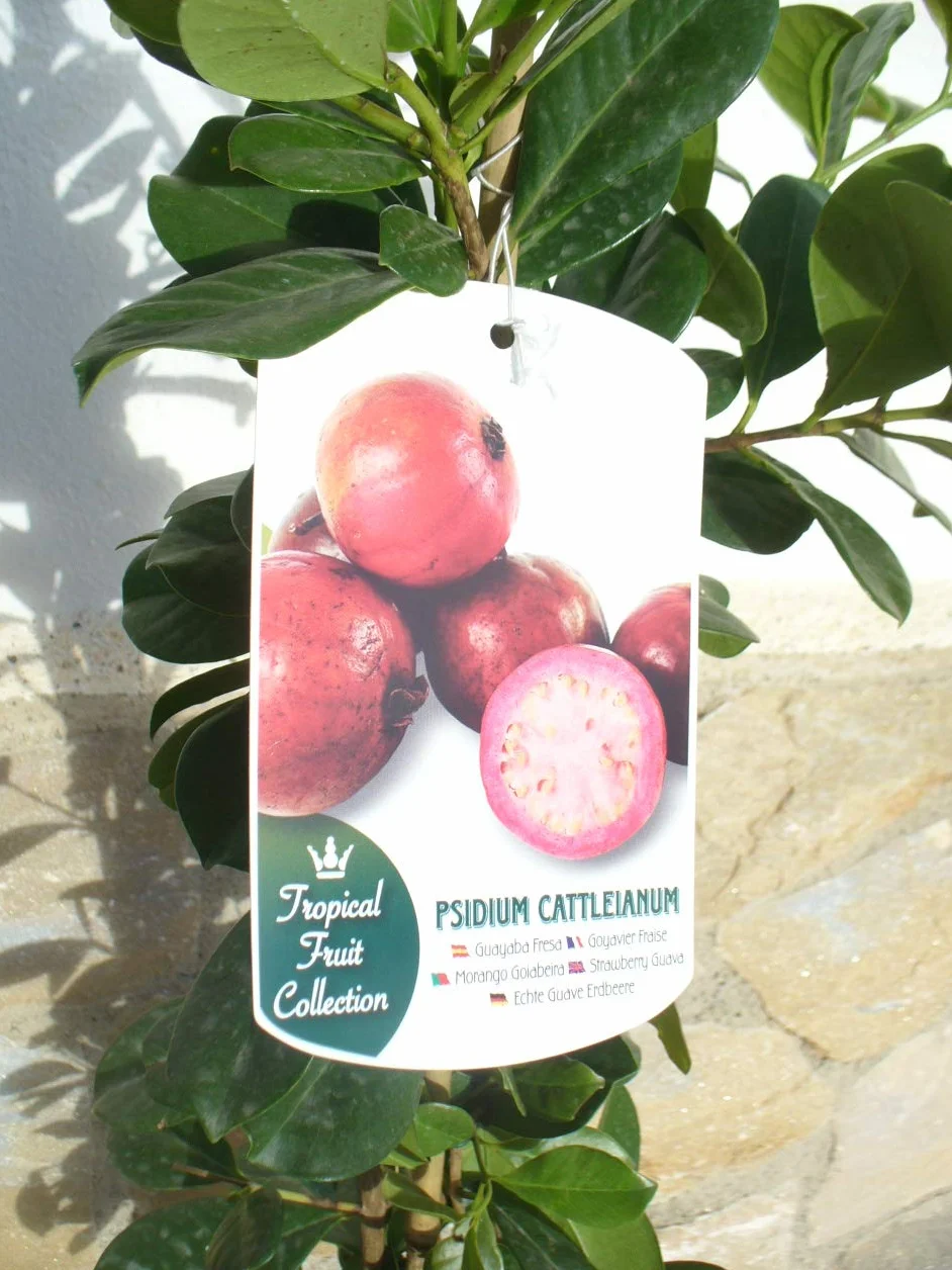 Psidium cattleianum goyave fraise 110-125 cm fruit santé