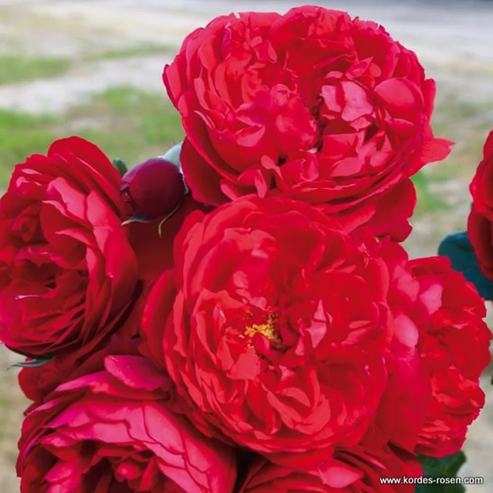 Rosa 'Florentina' pot 25-30 cm - Le rosier grimpant Kordes à fleurs rouge profond et grande résistance
