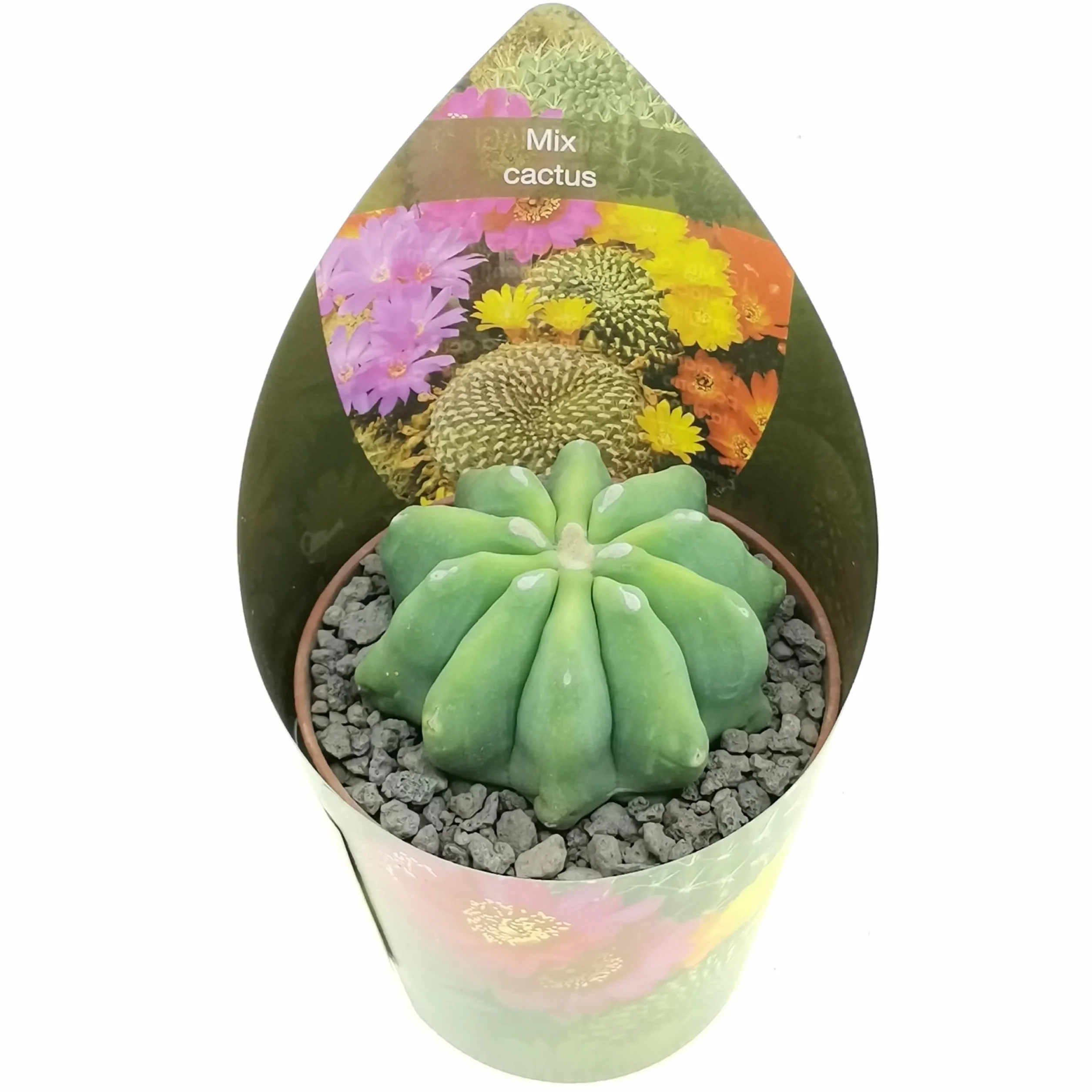 3 plantes succulentes réelles en pots diam. 6,5 cm – Cactus mix
