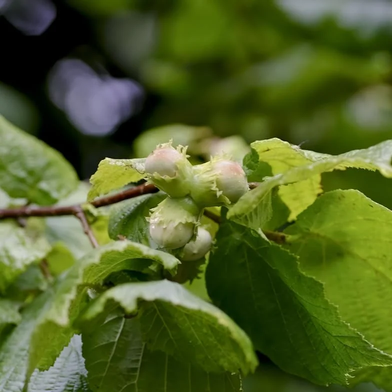 Corylus Avellana Noisetier Commun 100/120 cm Pot 3l Plante En Pot Floraison Février Mars Soleil Mi-ombre