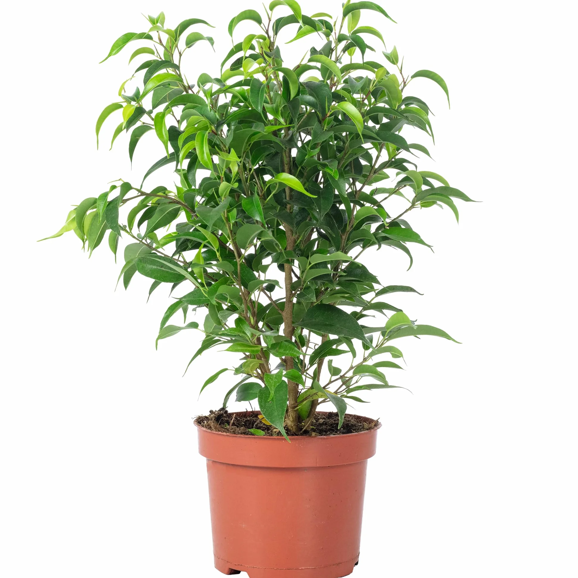 Figuier de bouleau 'Natasja' ramifié Ficus benjamini Hauteur 30 cm diamètre pot 12 cm