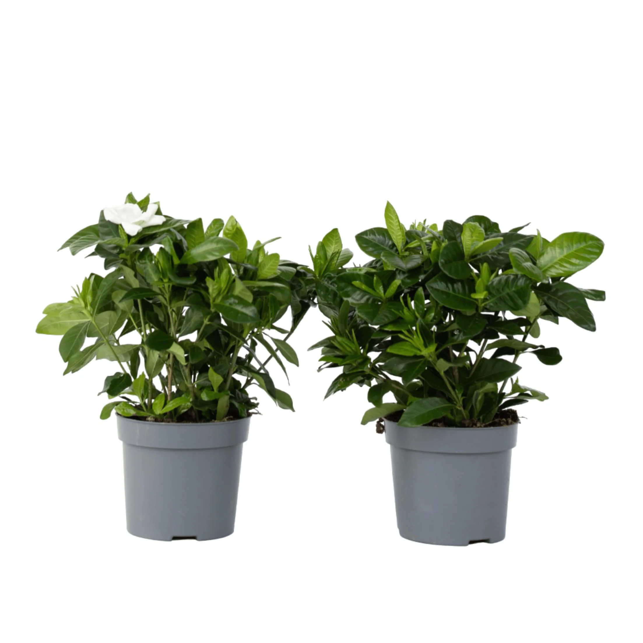 Gardenia Jasminoides Set de 2 Plantes d'intérieur Pot 13cm Hauteur 20-30cm