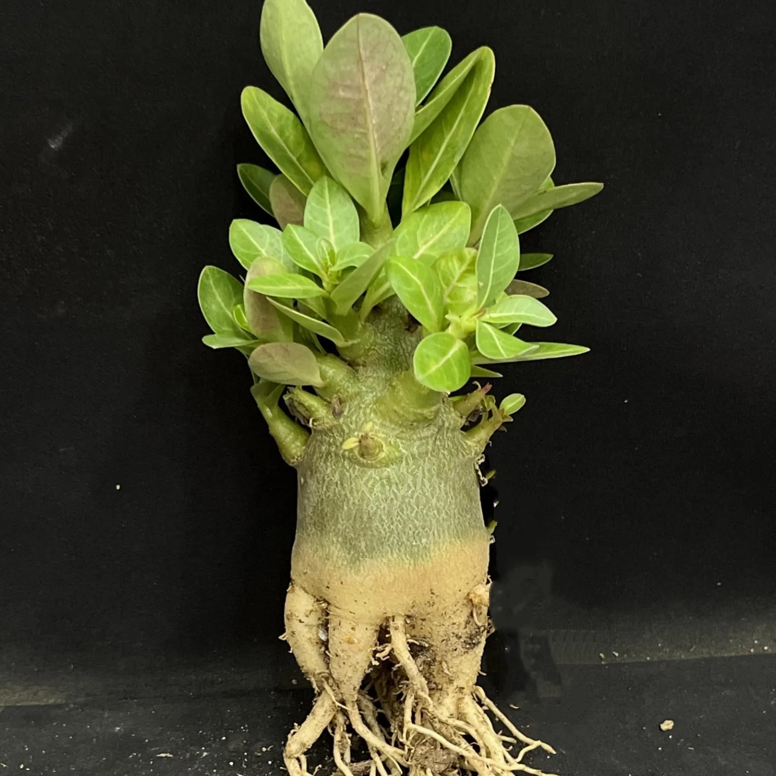 Rose du désert résistante à l'hiver variée pour jardin