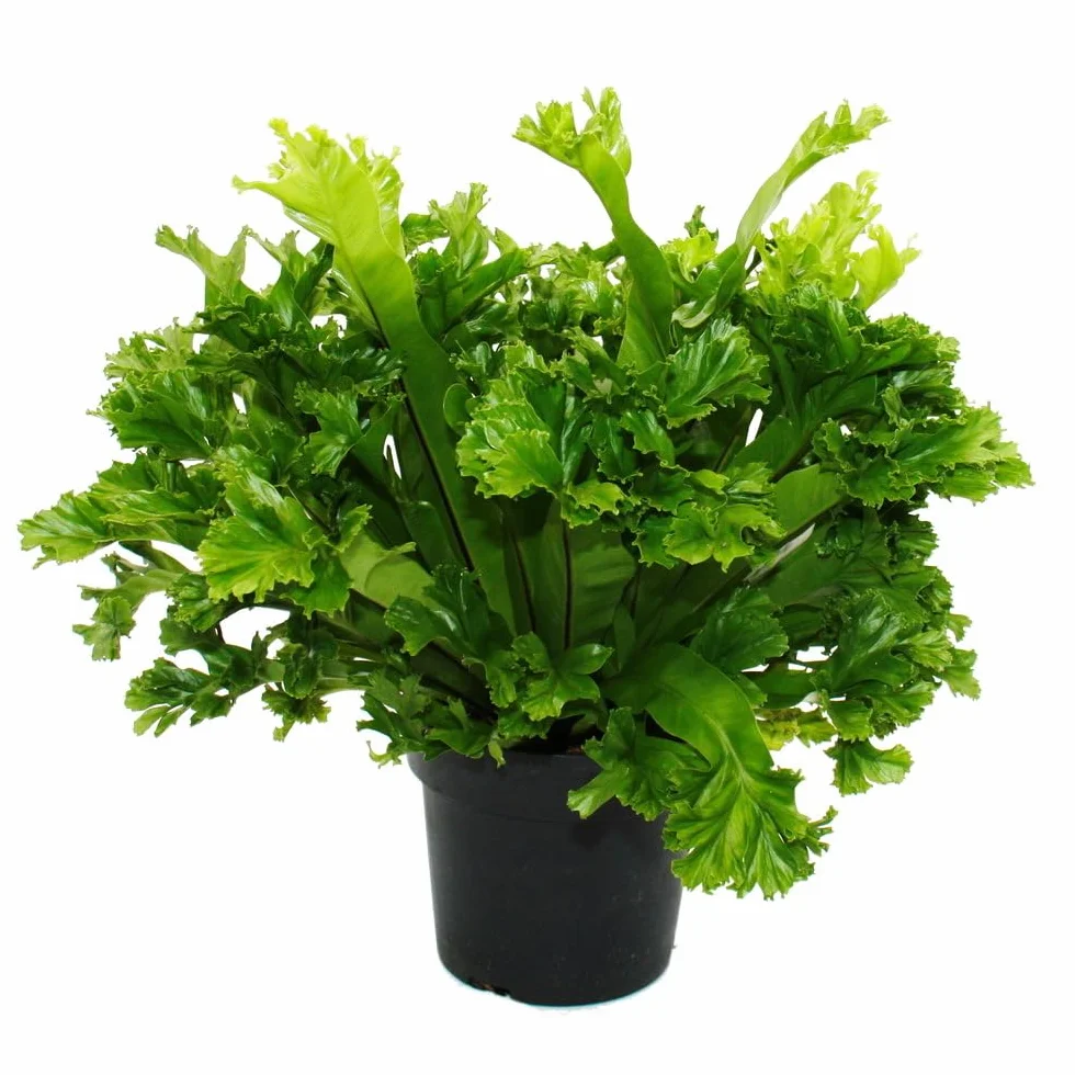Asplenium antiquum Leslie Fougère Nid 17 cm Pot 30-40 cm