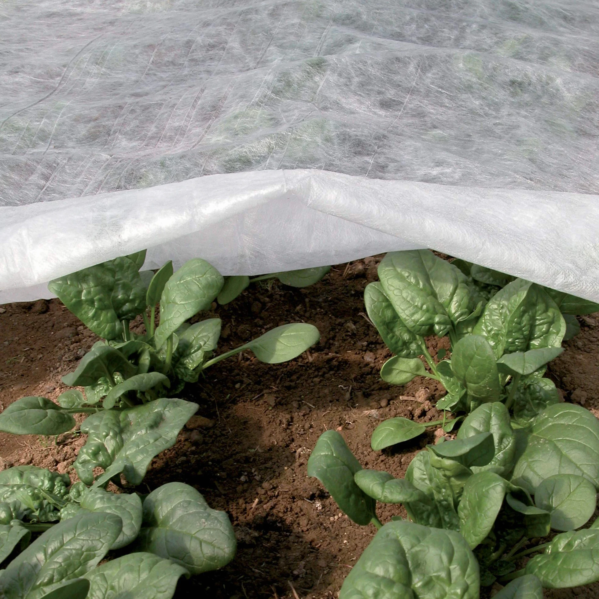 TENAX Ortoclima Plus Voile d'Hivernage 2,40x10 m Blanc 30 g/m² Tissu Non Tissé