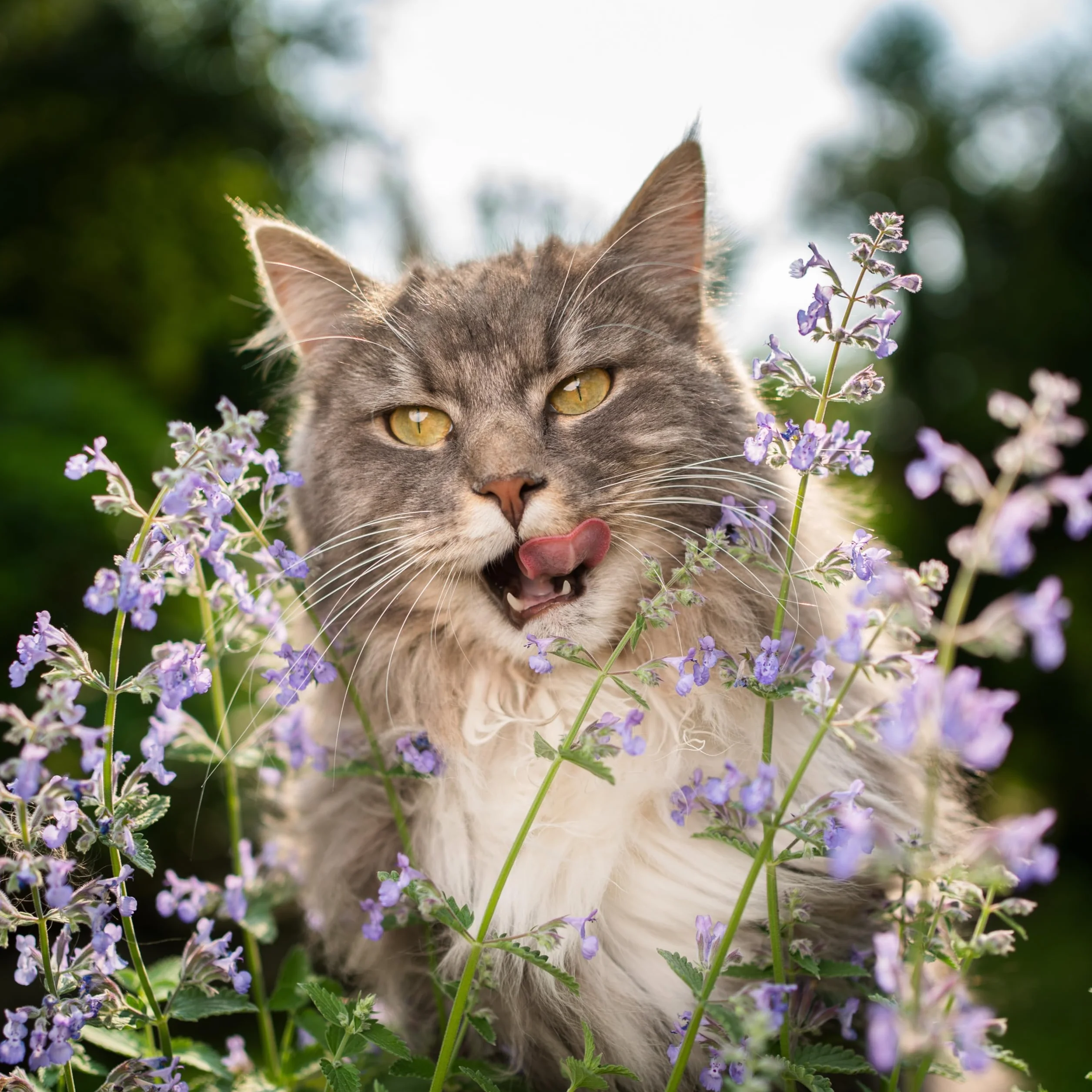 Cataire Menthe des Chats Nepeta cataria Grand Modèle