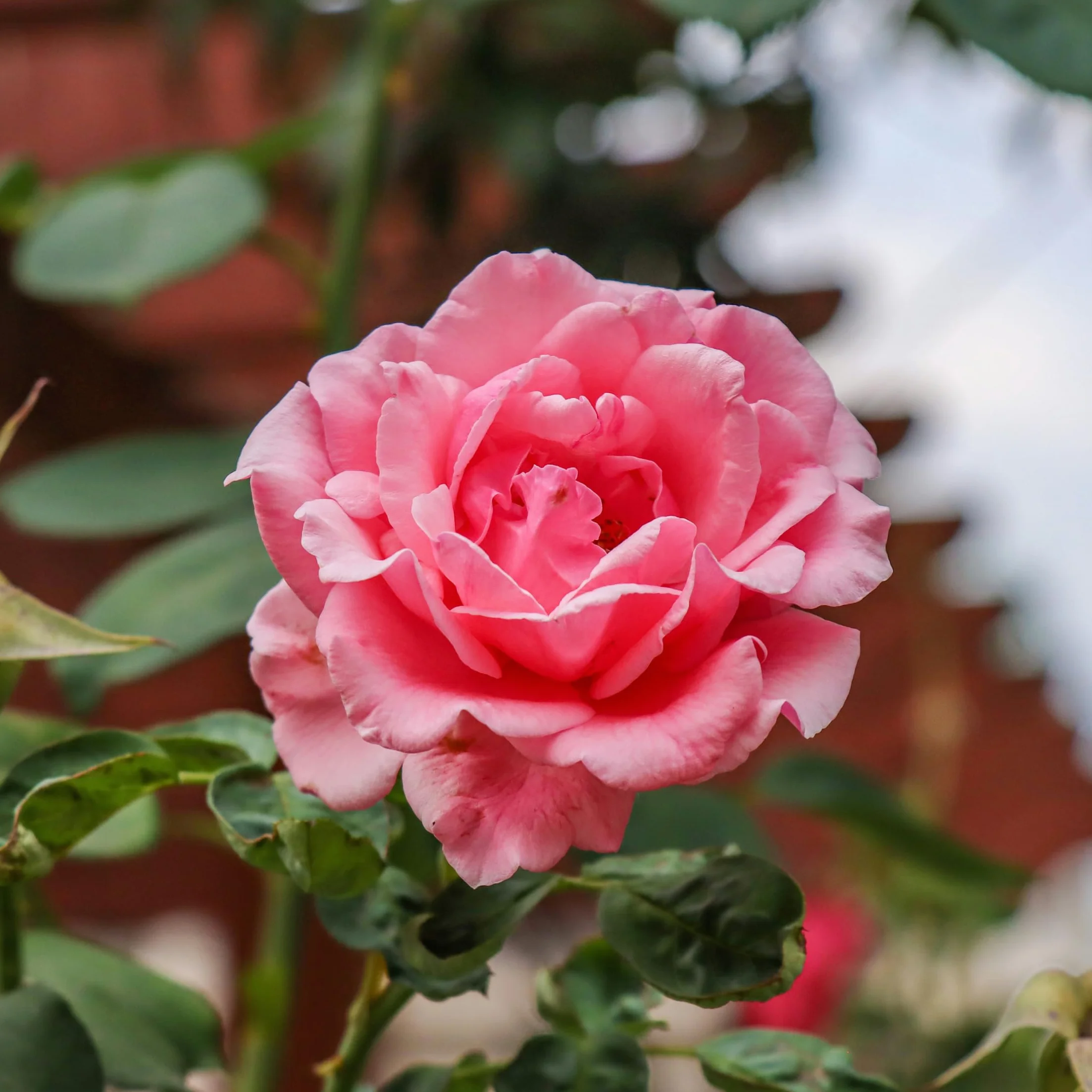 Rosa Palace Topkapi Rosier Standard Vivace Pot 19cm 80-100cm