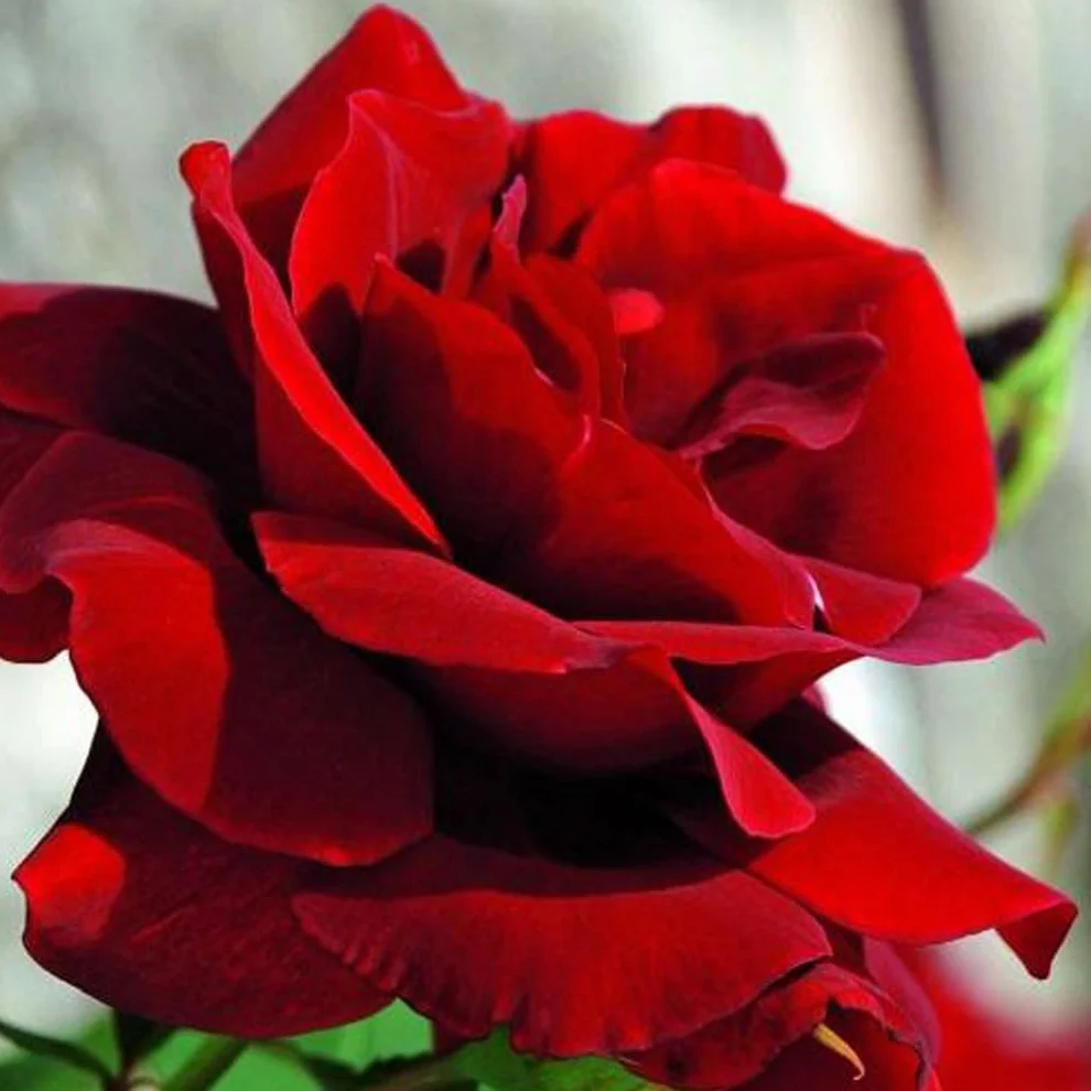 Rosa 'Santana' Rosier grimpant rouge 25-30 cm en pot