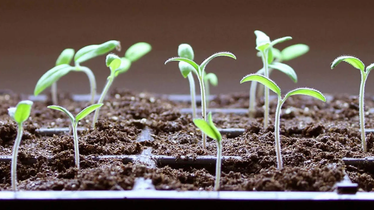 Bac à semis Serre pour Potager Extérieur/Intérieur avec 3 Plateaux, 3 Récipients Plastique Transparent et 3 Plateaux de Serre pour 24 Pots - Mini Serre