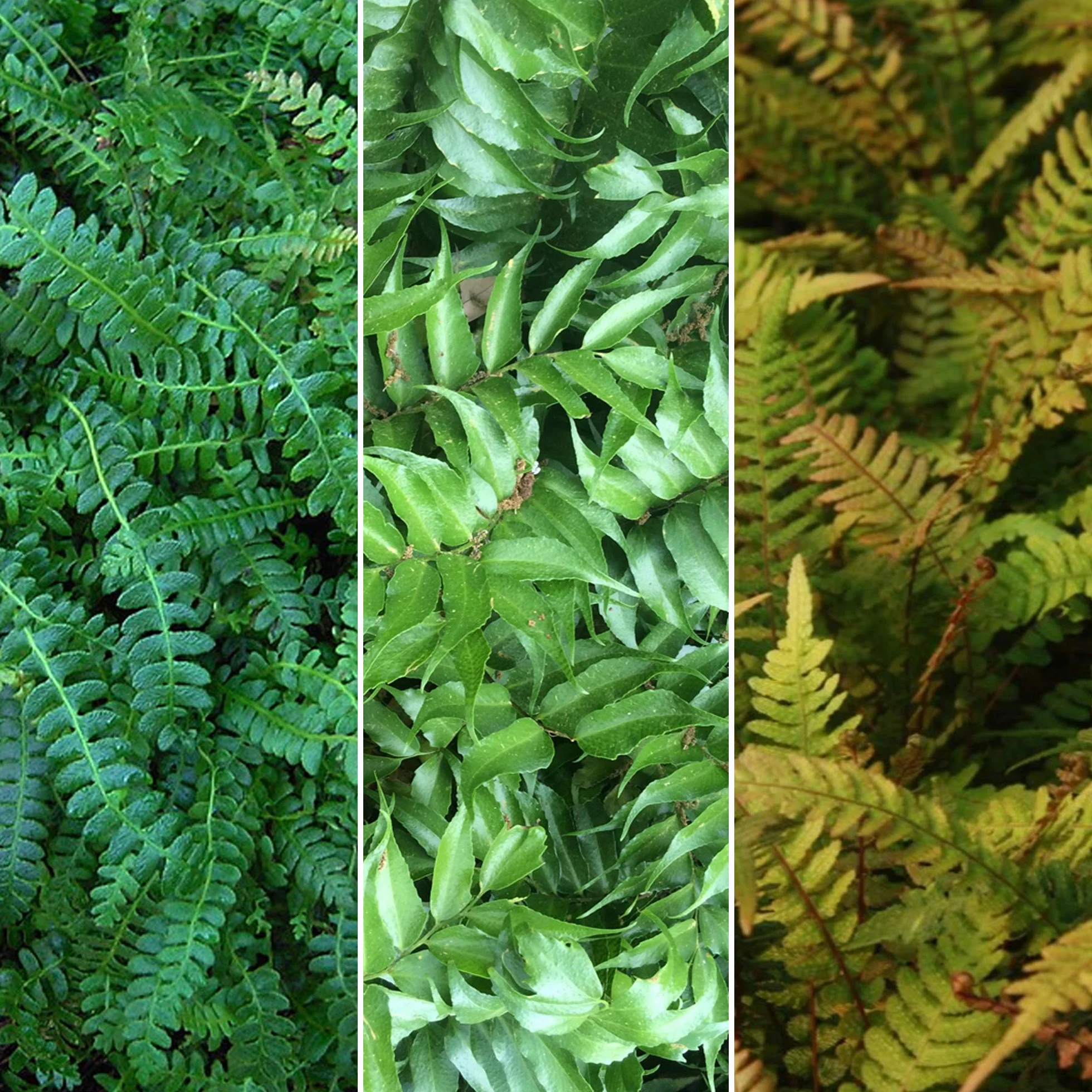 GardenersDream Mélange de 5 Fougères Résistantes Vivaces Evergreen pour Jardin